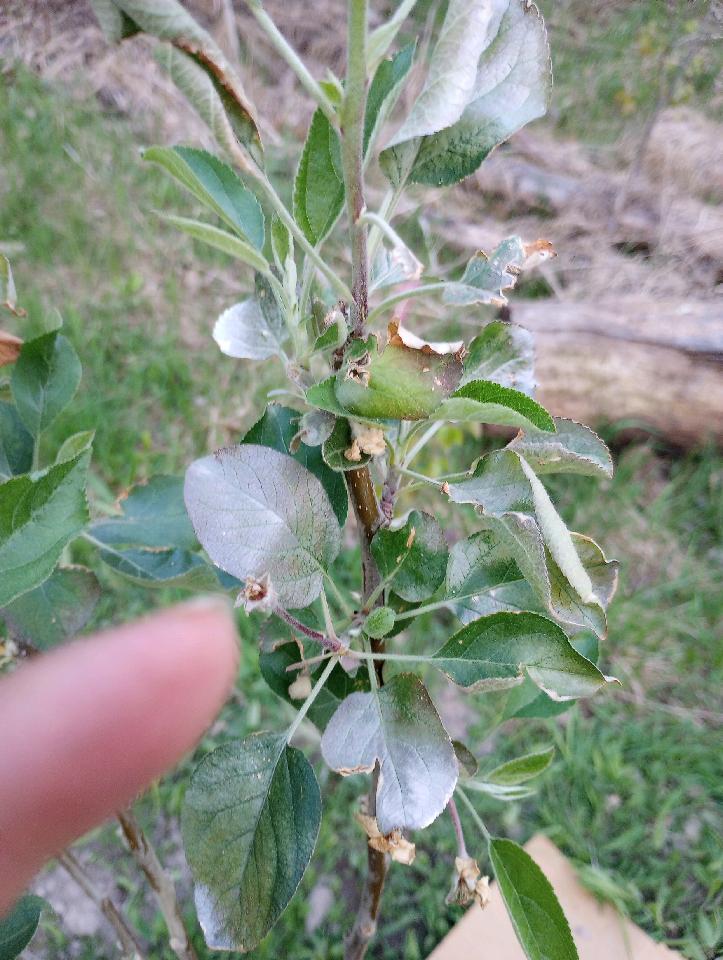 silver-leaf-disease-ask-extension