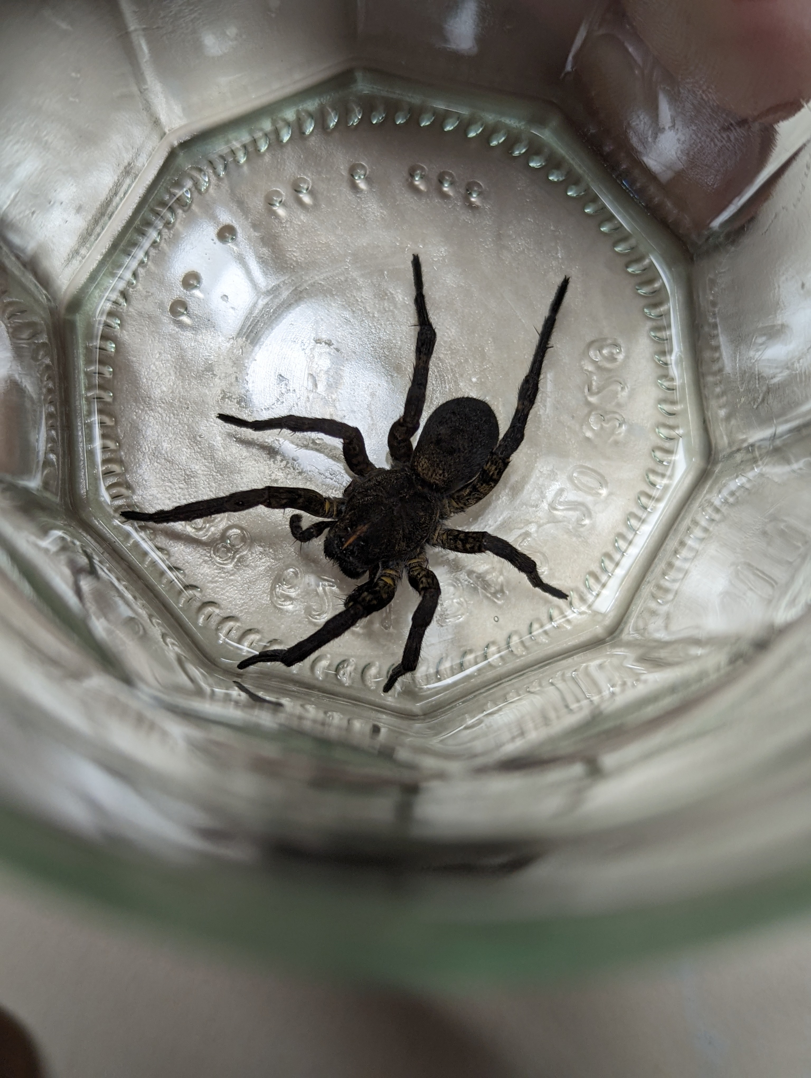 Spider identification - Ask Extension