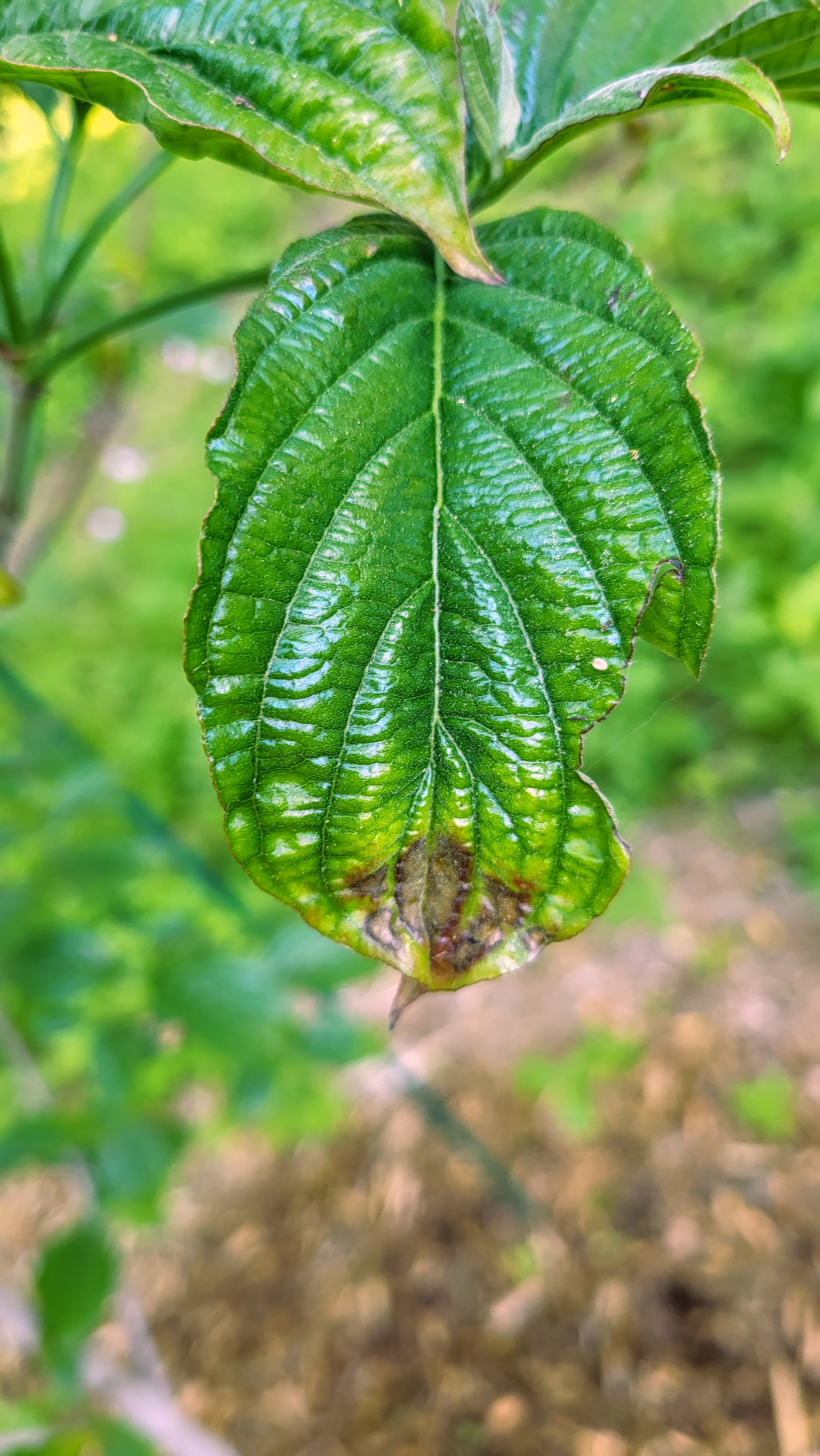 Dogwood Disease Identification - Ask Extension