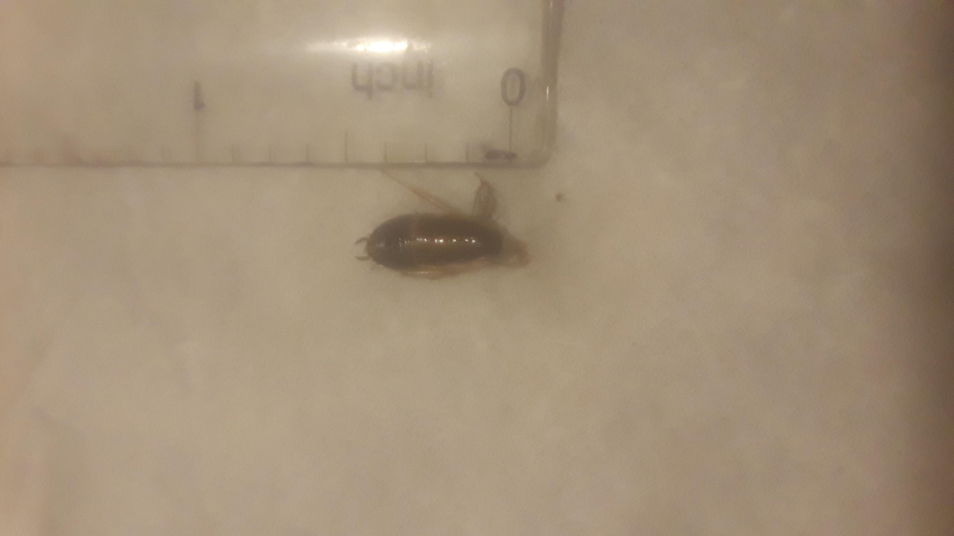 Household Insect Identification - Ask Extension