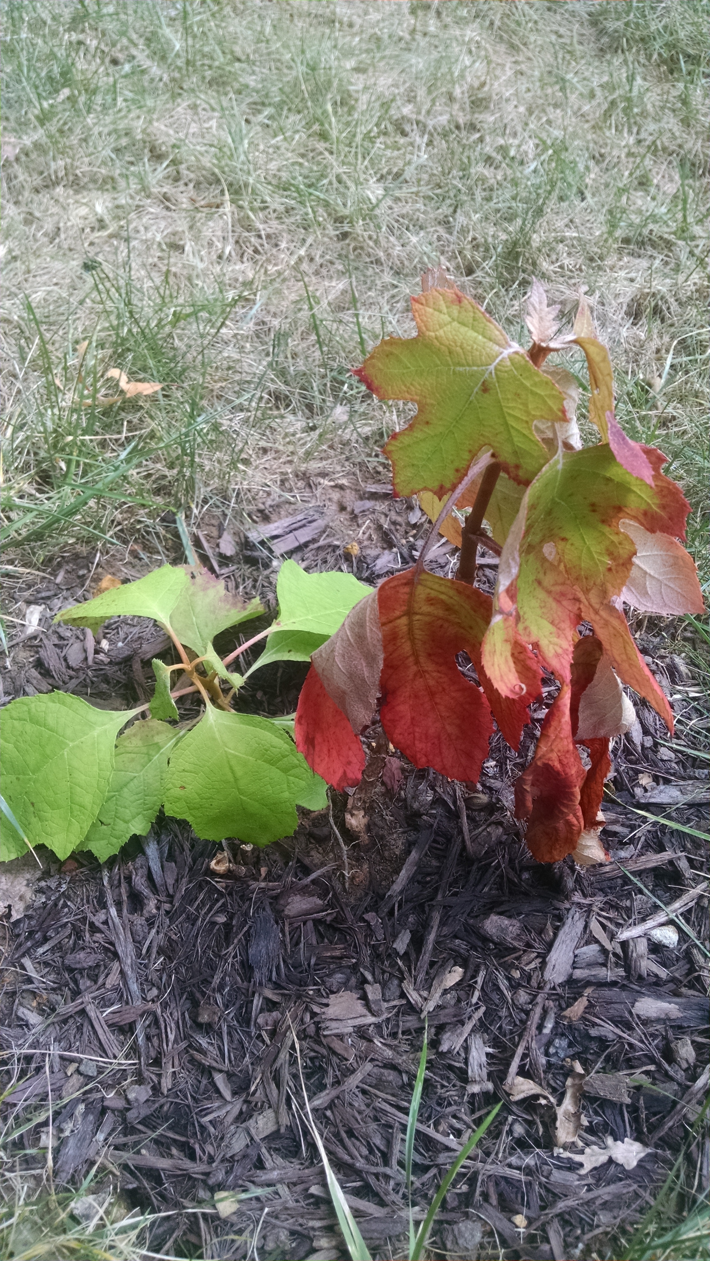 Oak Leaf Hydrangea Leaves - Ask Extension