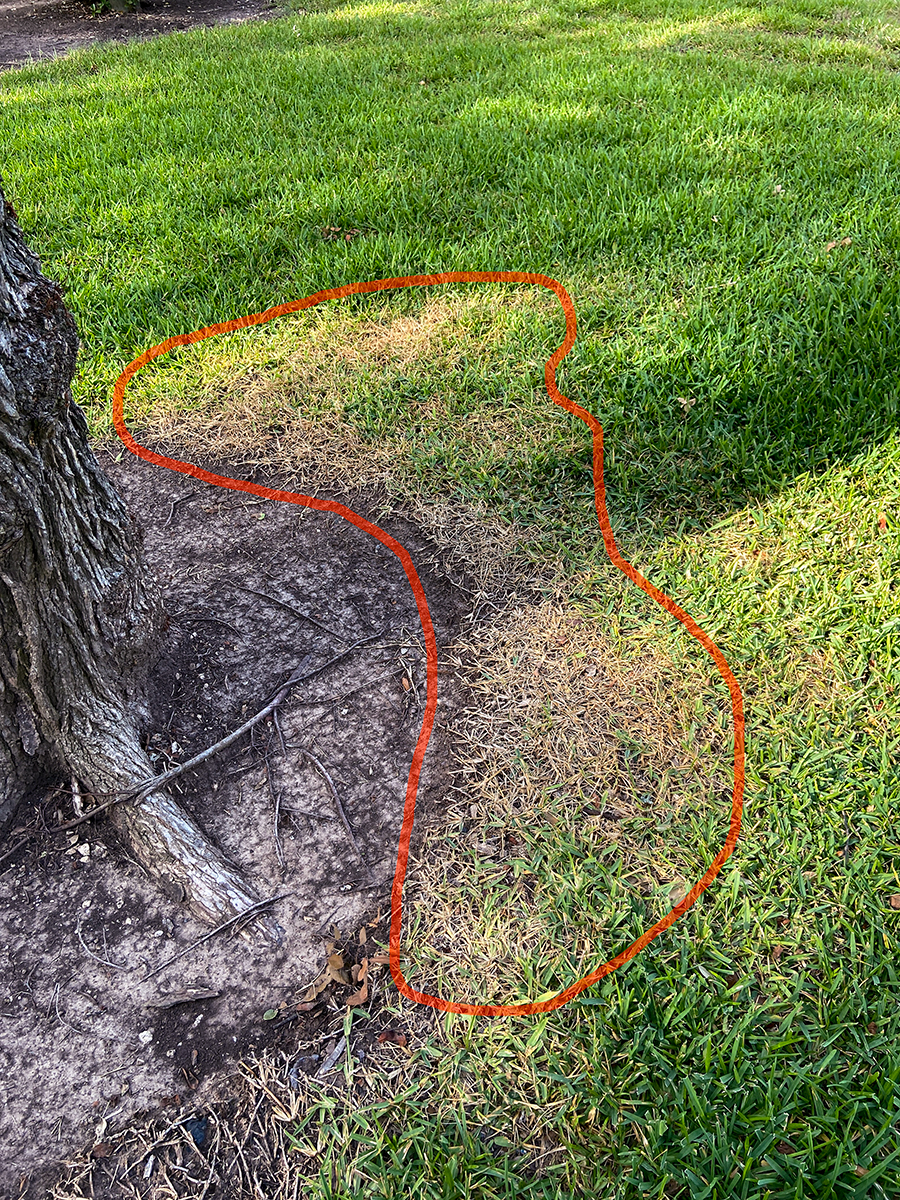 brown-patches-on-my-lawn-ask-extension