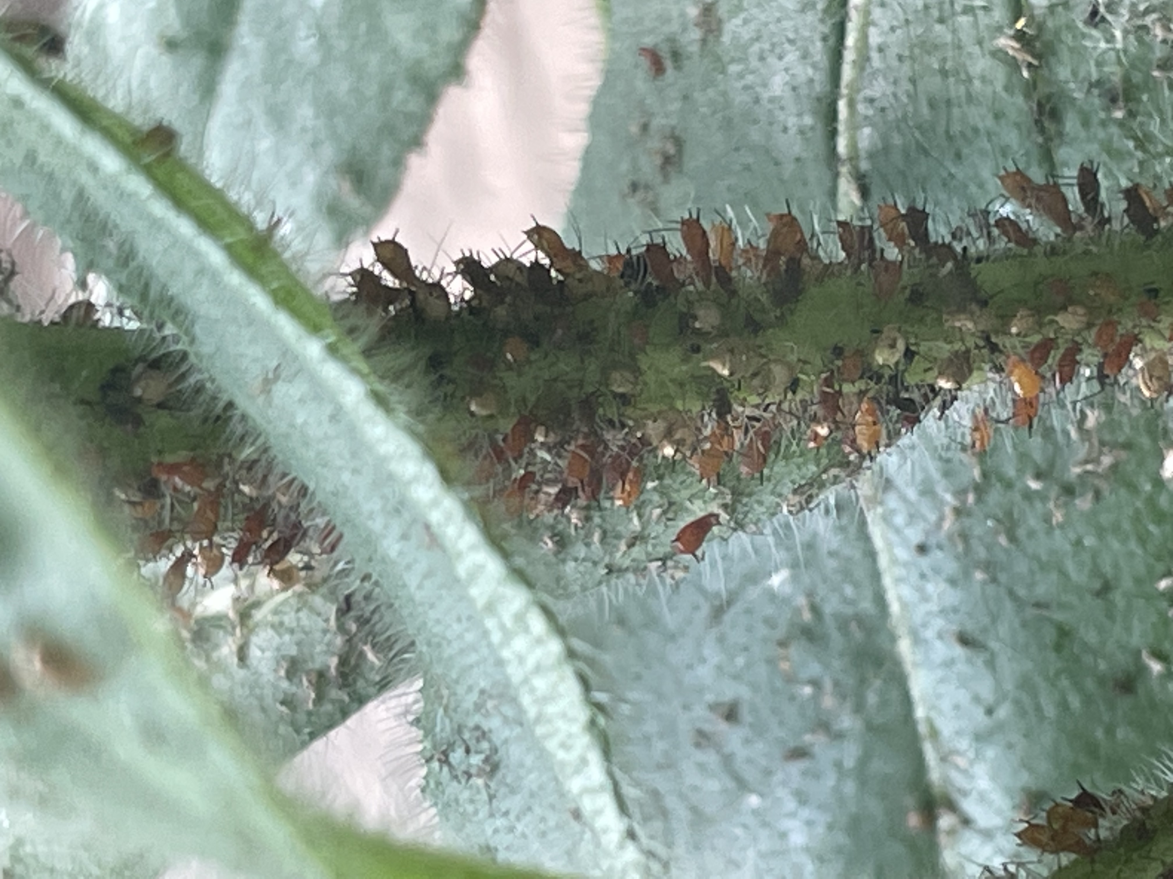 Insects on my cone flowers - Ask Extension