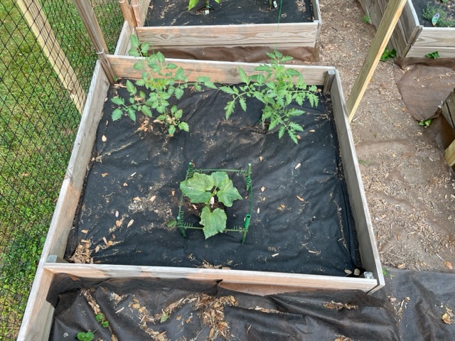 white-spots-on-cucumber-leaves-ask-extension