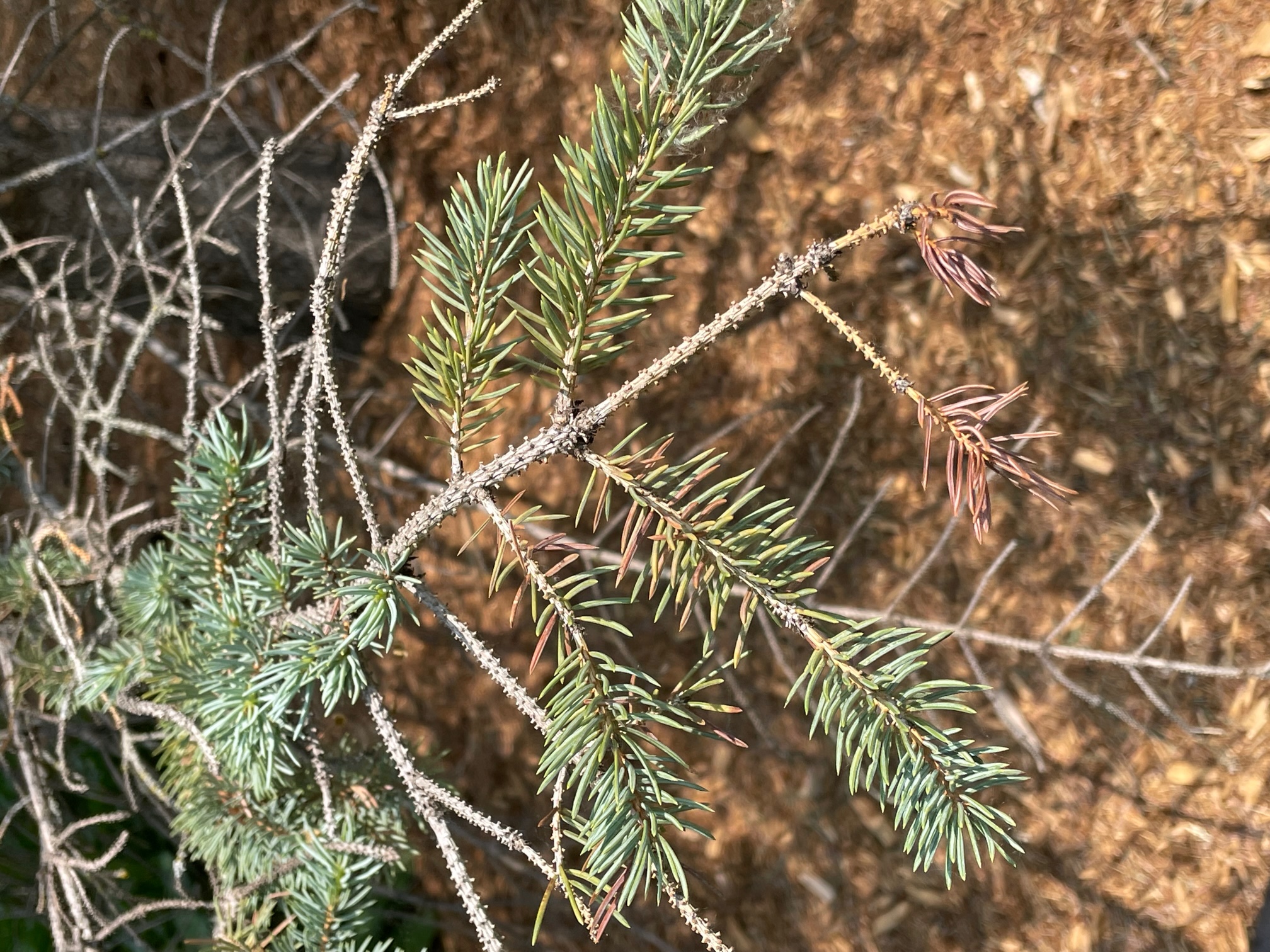 Dying spruce - Ask Extension