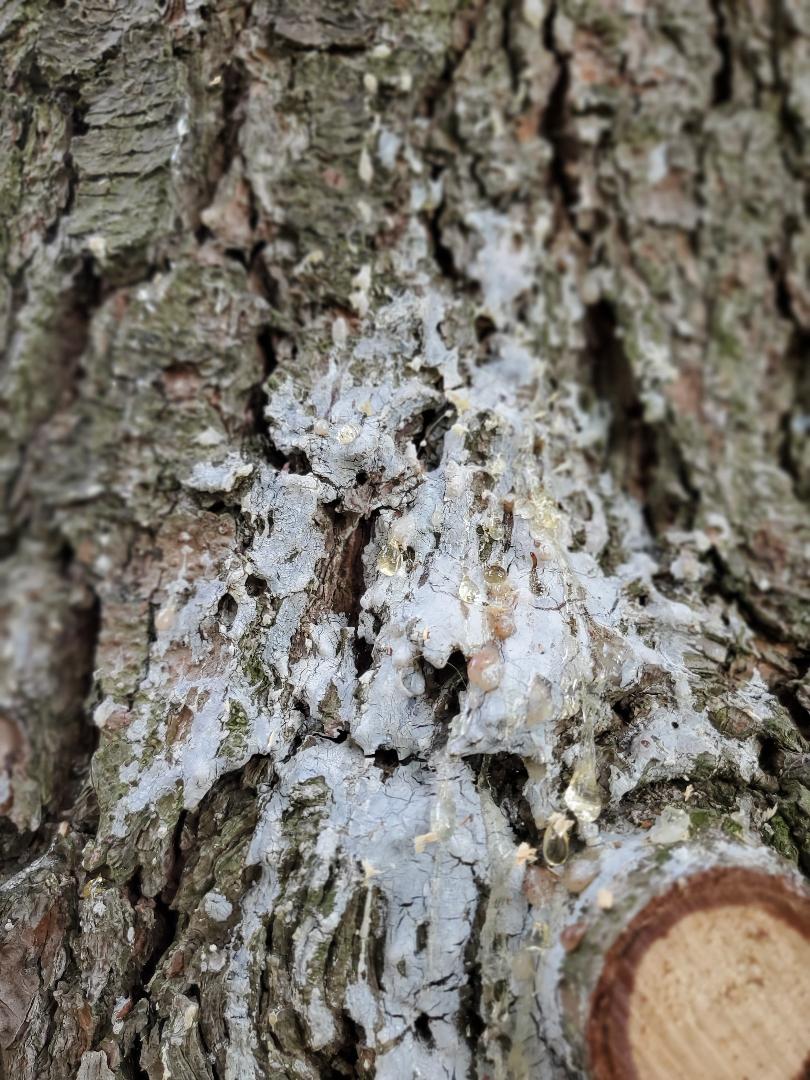 Holes in large Pine Tree - Ask Extension