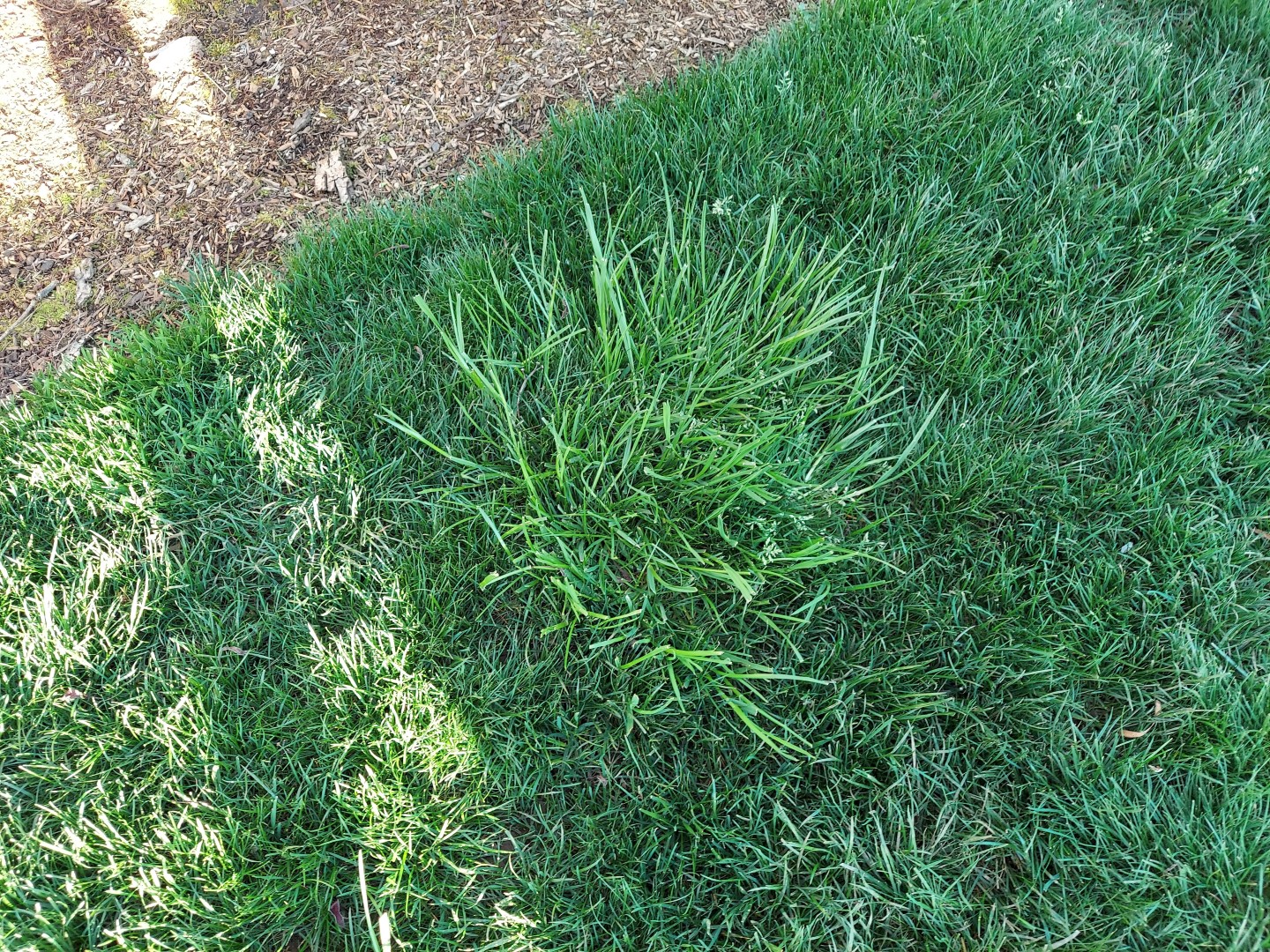 Save my Lawn or Start Over - Ask Extension