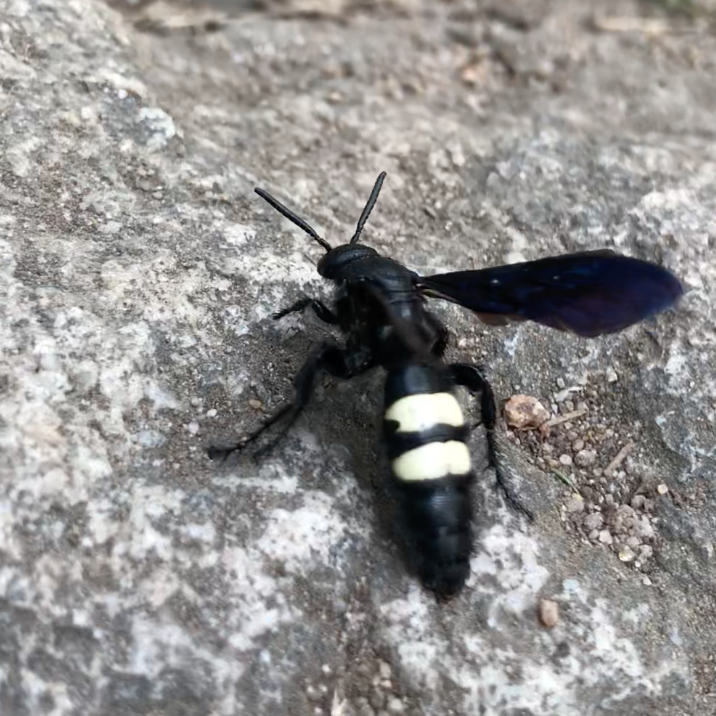 black wasps with yellow stripes