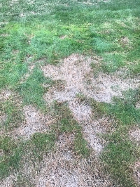 Lawn Fungus - Ask Extension