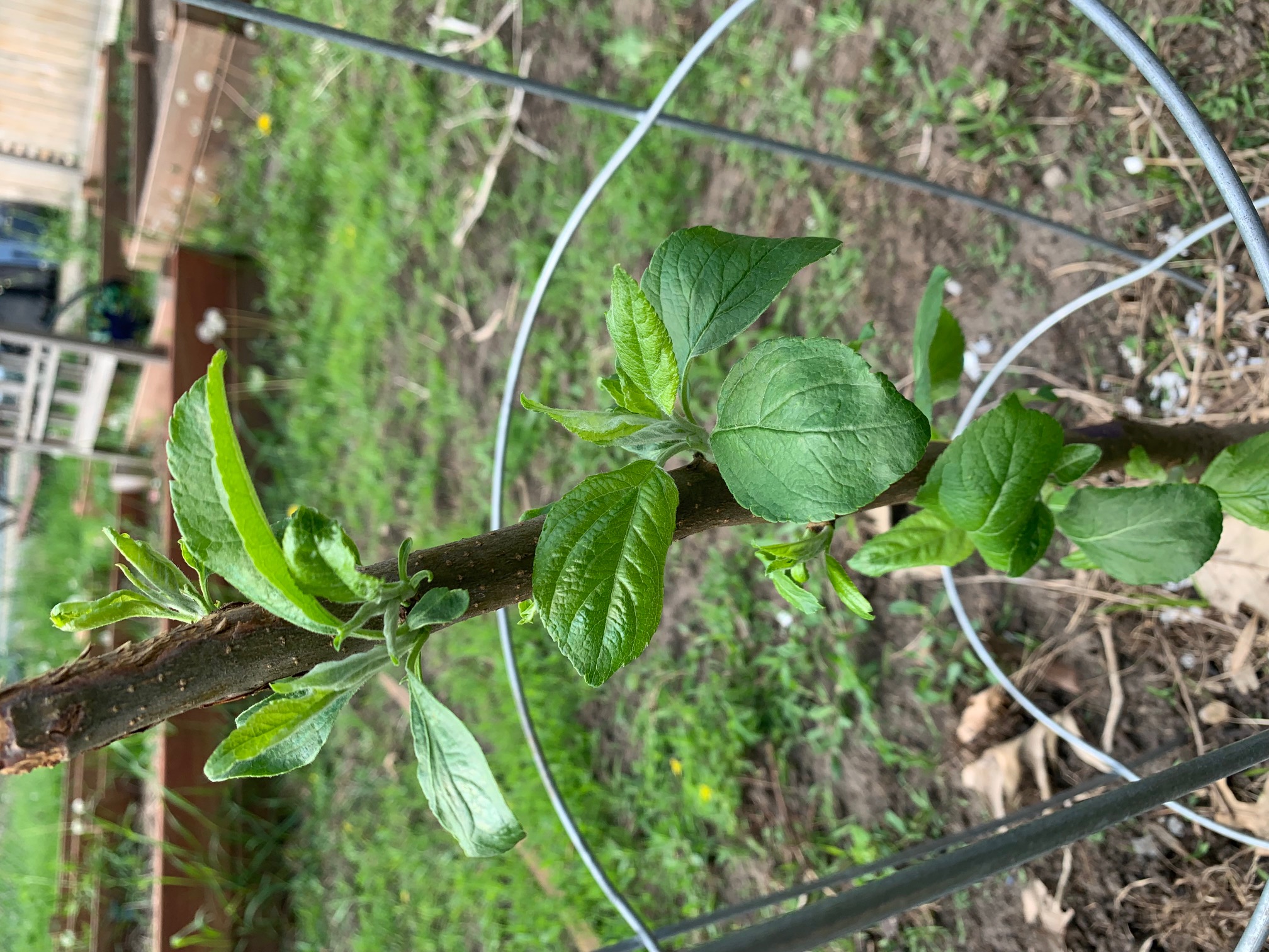 young apple tree chewed off - Ask Extension