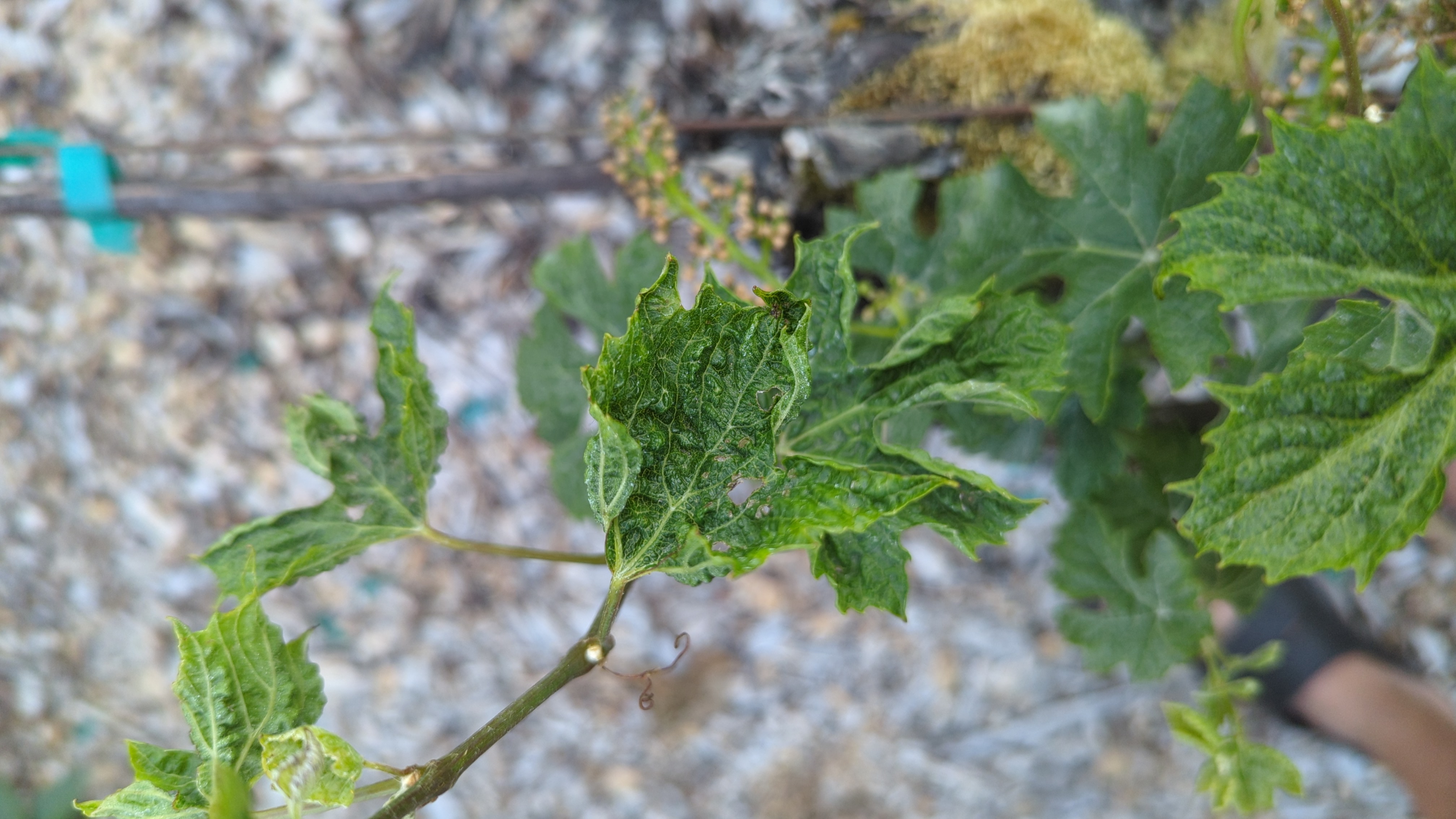 Grapes dying - Ask Extension