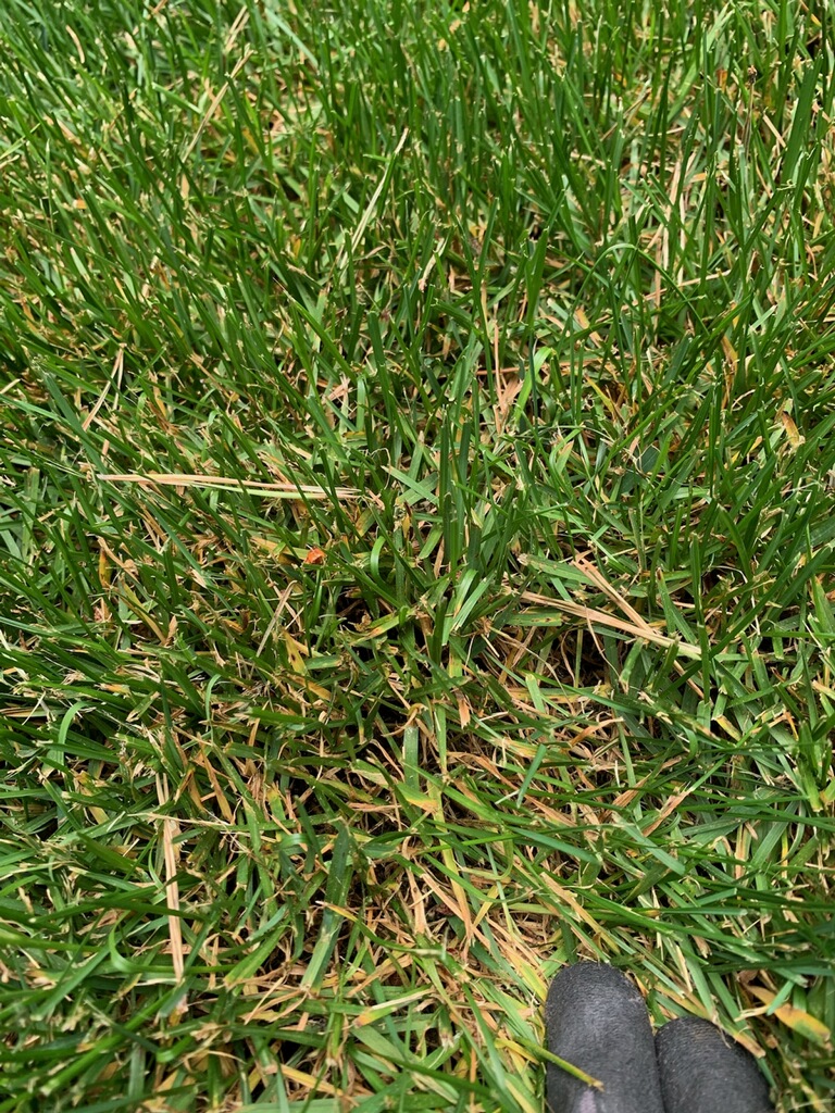 Grass browning near roots - Ask Extension