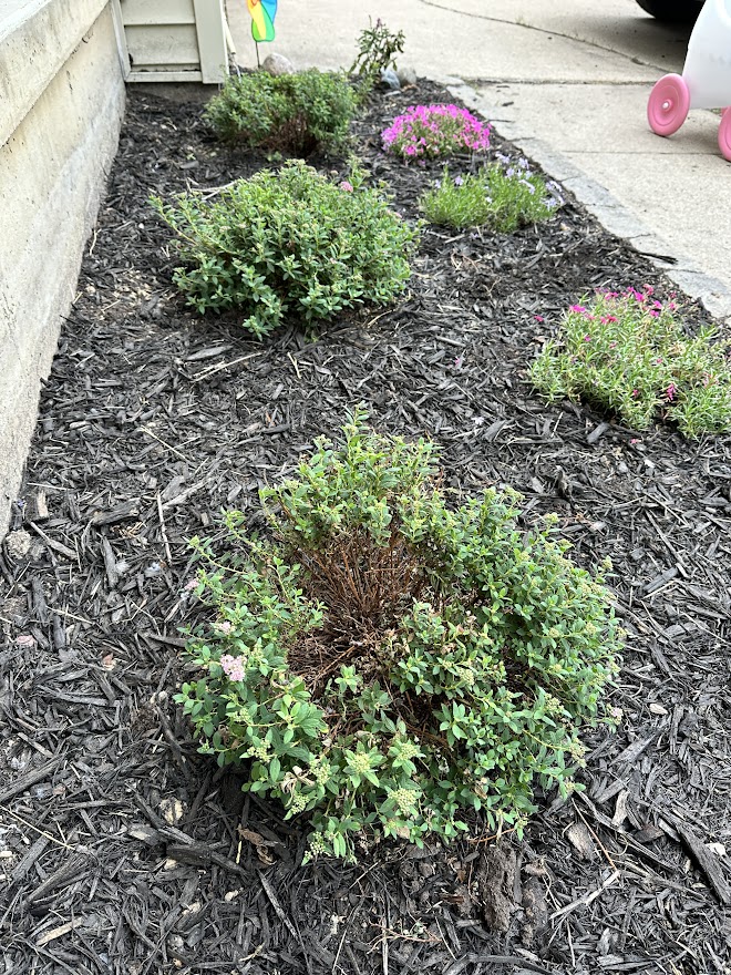 What Is Slowly Killing My Shrubs Flowers? Root Rot? - Ask Extension