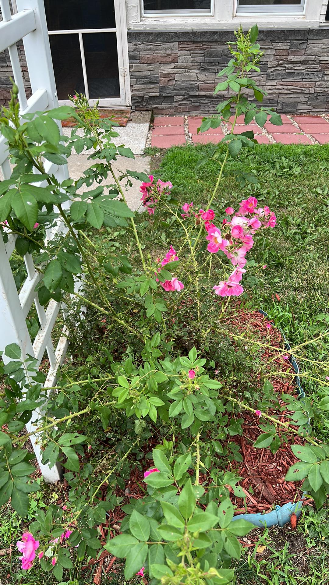 holes-in-rose-leaves-ask-extension