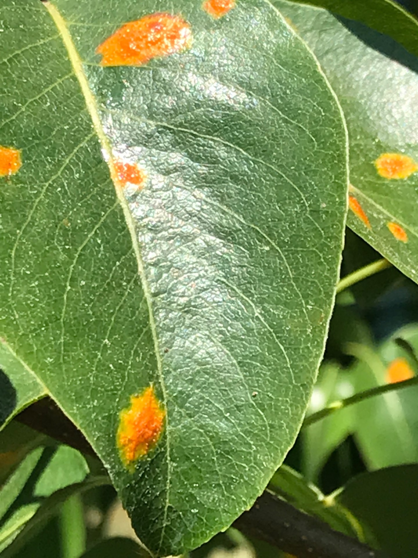 fruiting-pear-tree-orange-spots-on-leaves-ask-extension