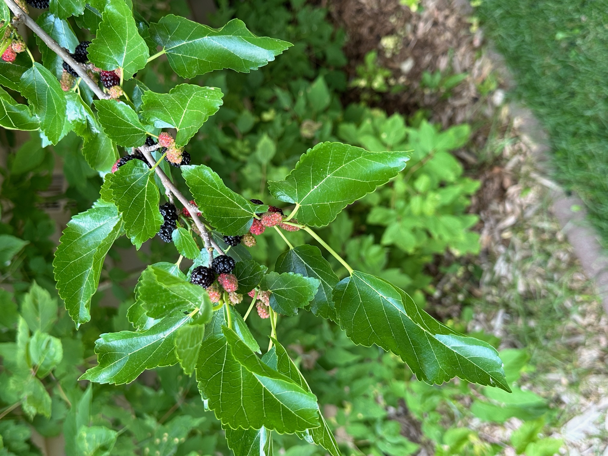 are red tree berries poisonous to dogs