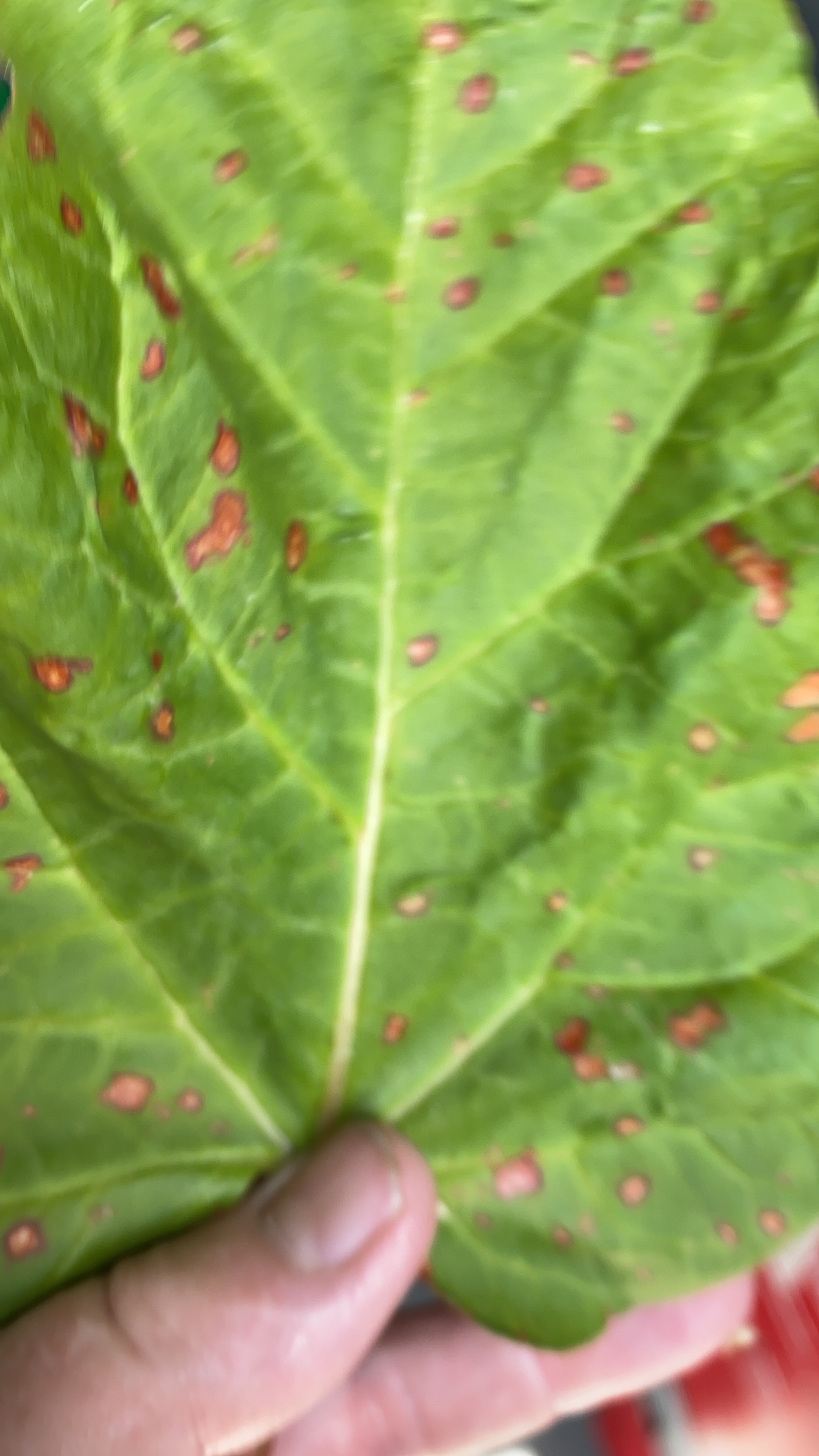 red-spots-on-my-rhubarb-leaves-ask-extension