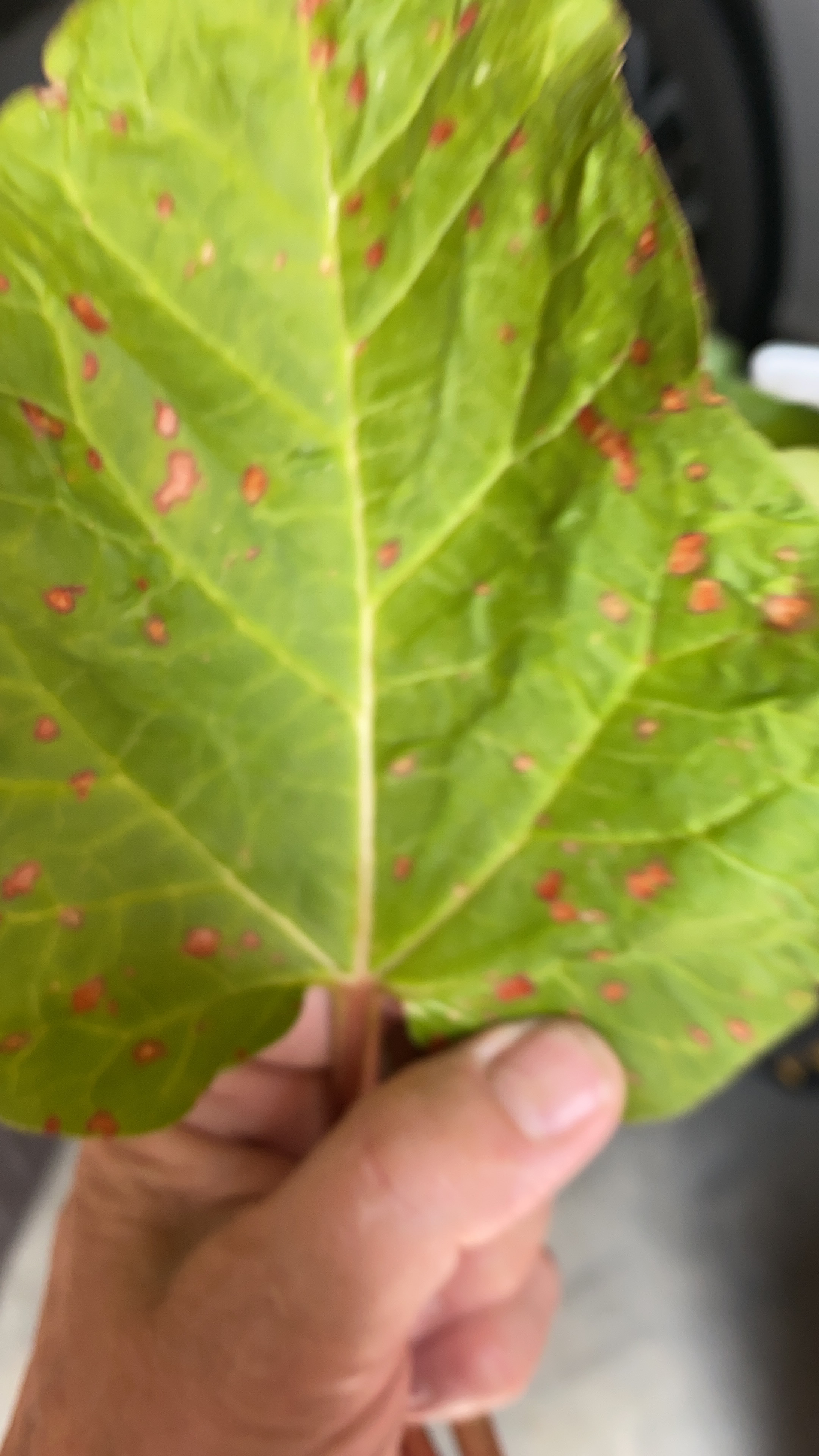 red-spots-on-my-rhubarb-leaves-ask-extension