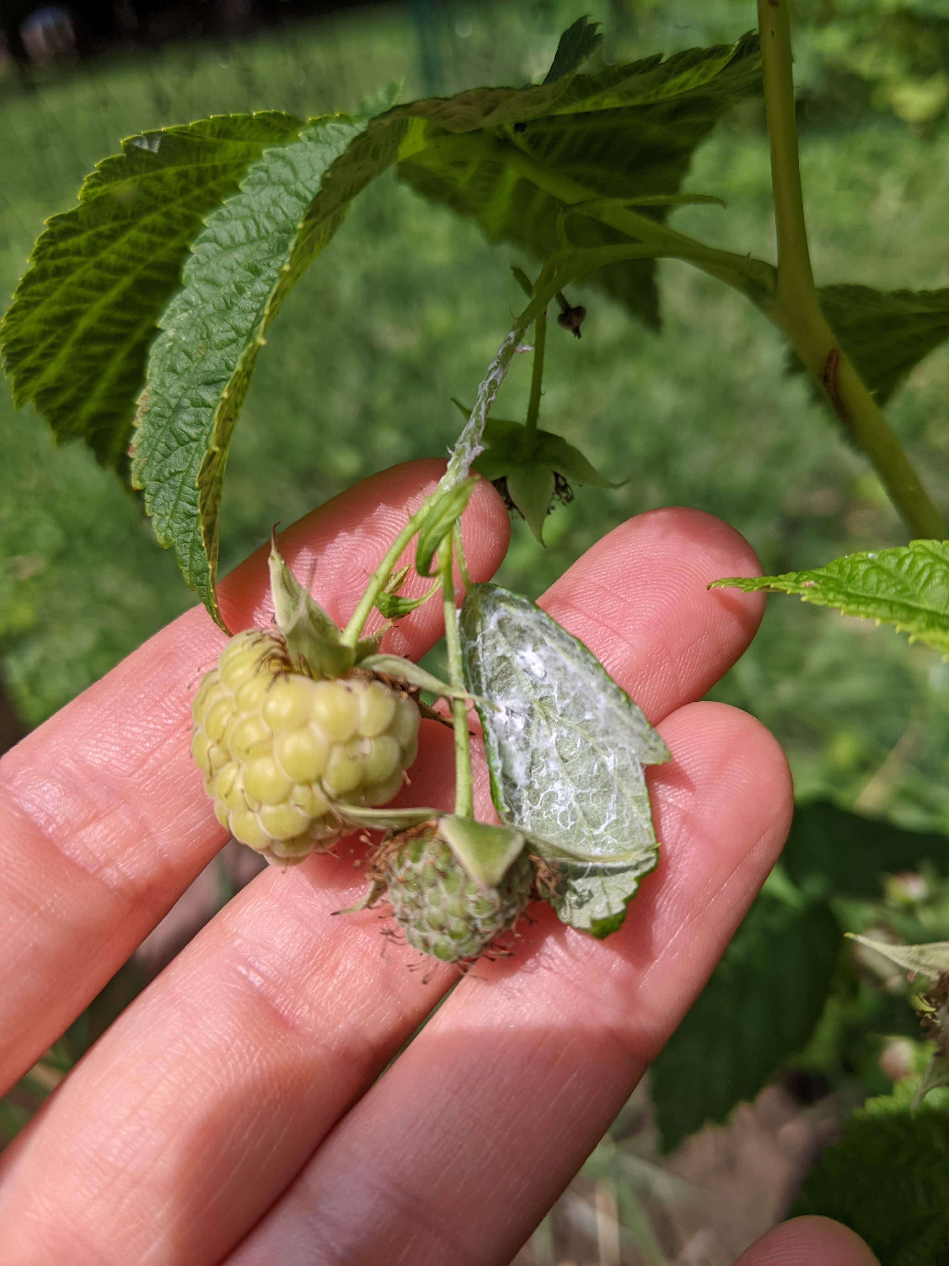 raspberry-plant-disease-management-advice-white-fungus-ask-extension