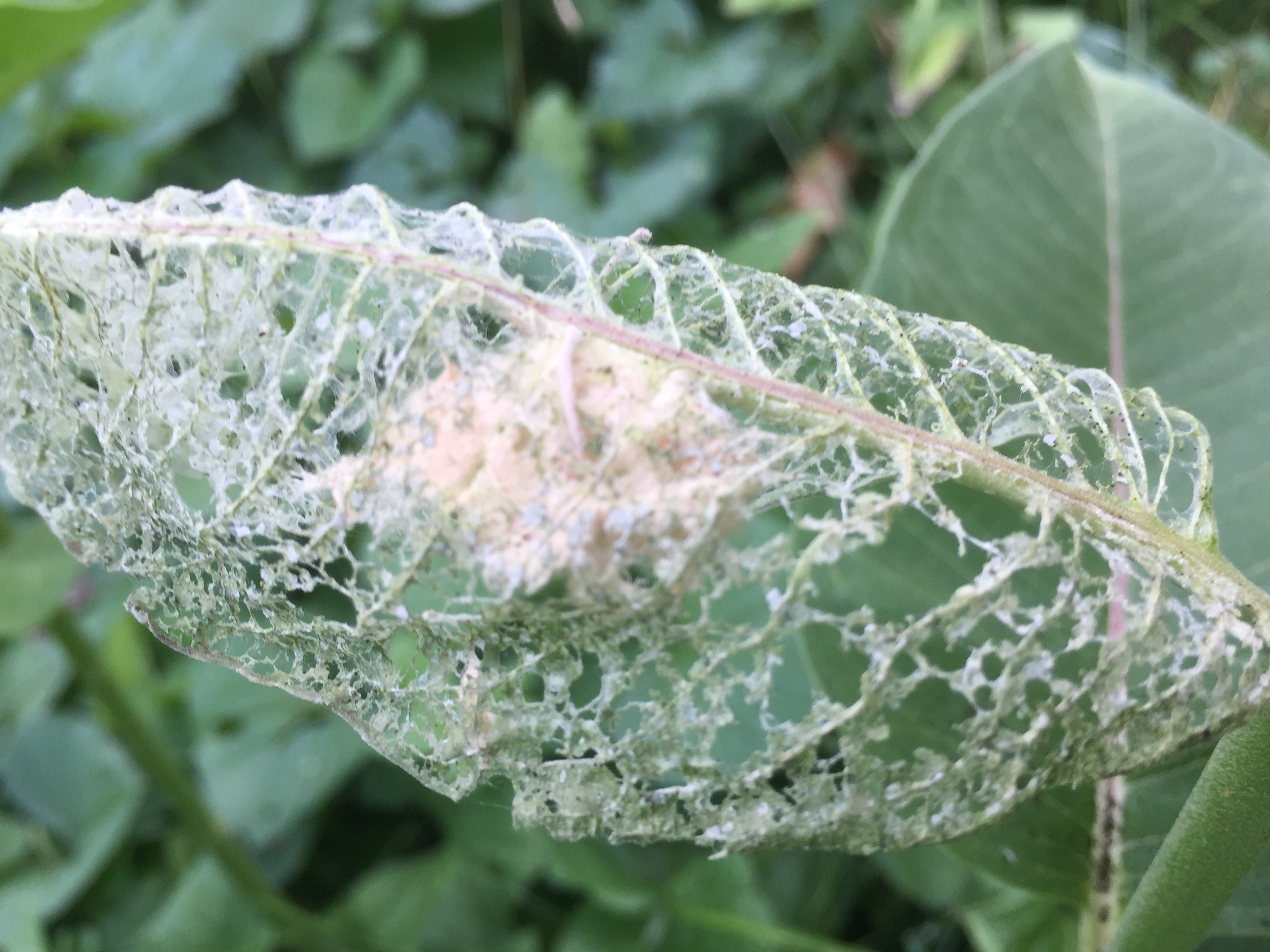 Tent? Caterpillars on Milkweed - Ask Extension