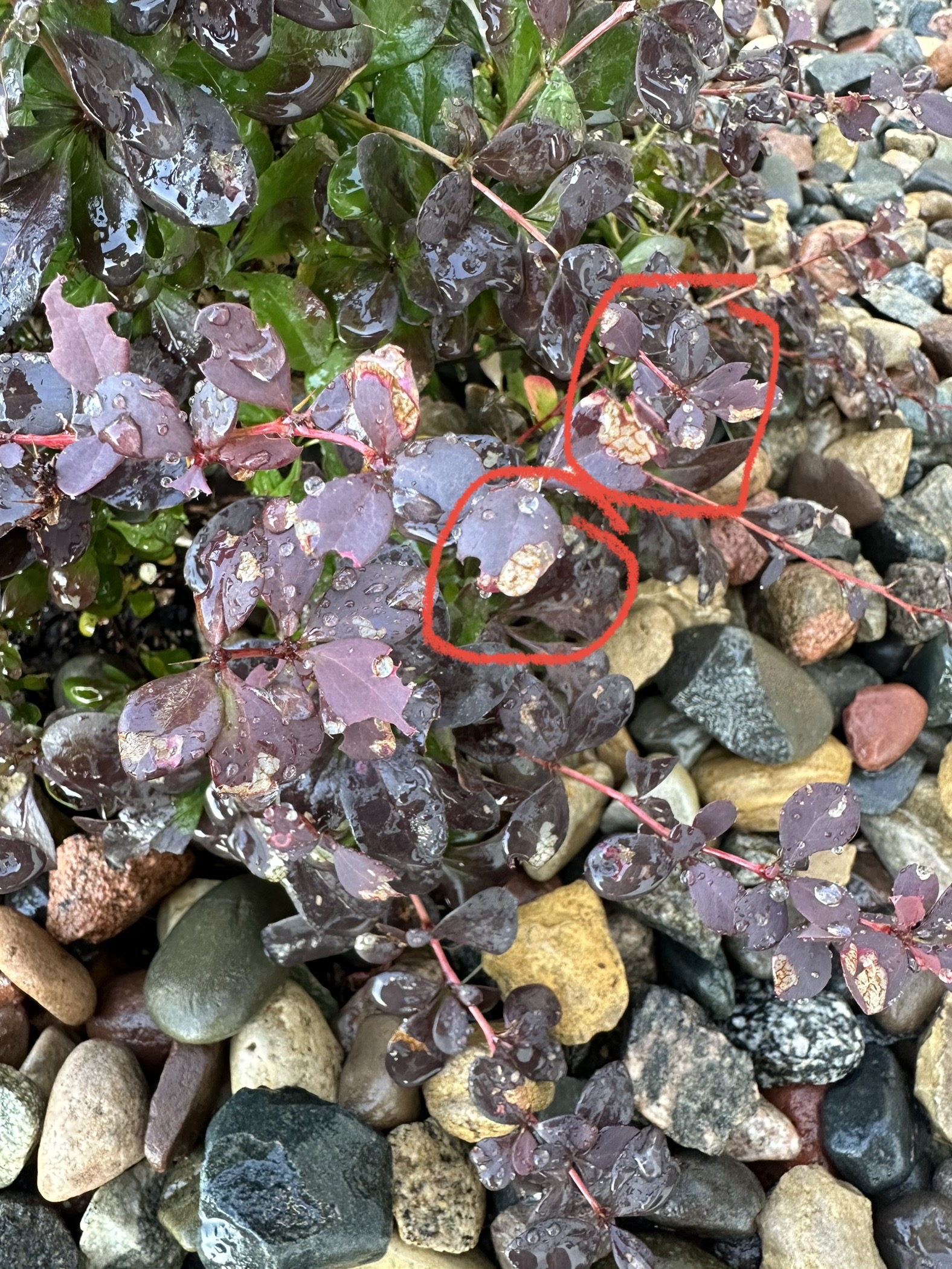 What is wrong with my Shrubs? - Ask Extension
