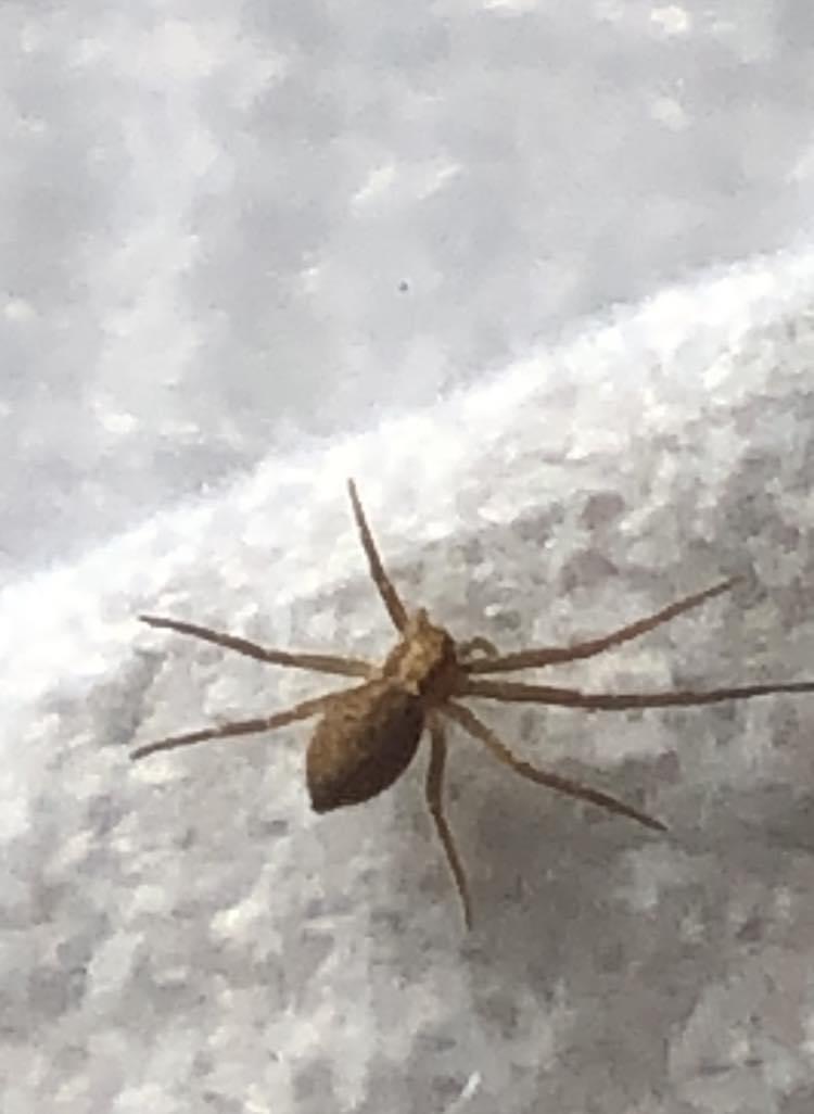 Photo brown recluse spider baby? - Ask Extension