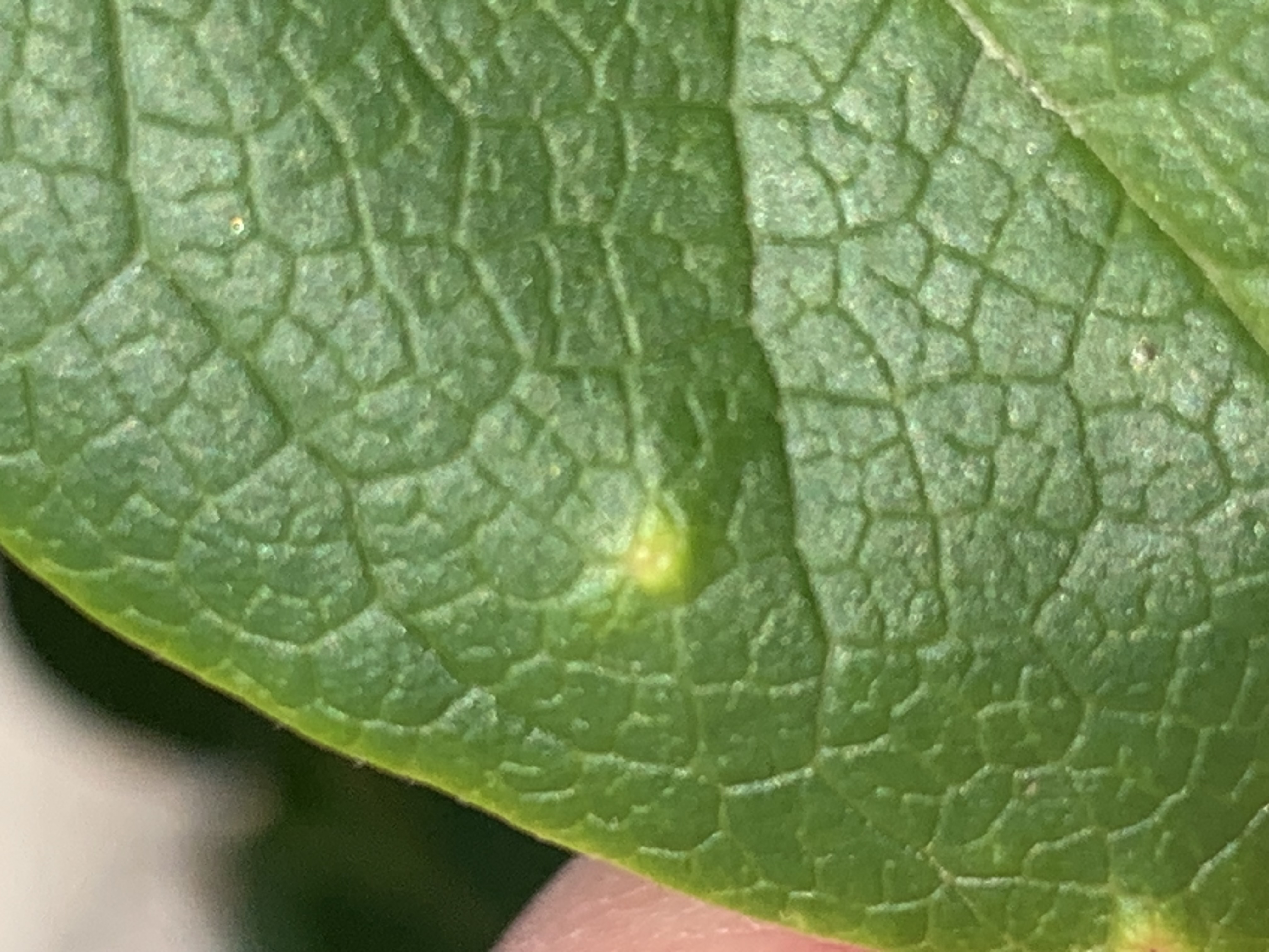 Yellow spots/holes on magnolia leaves - Ask Extension