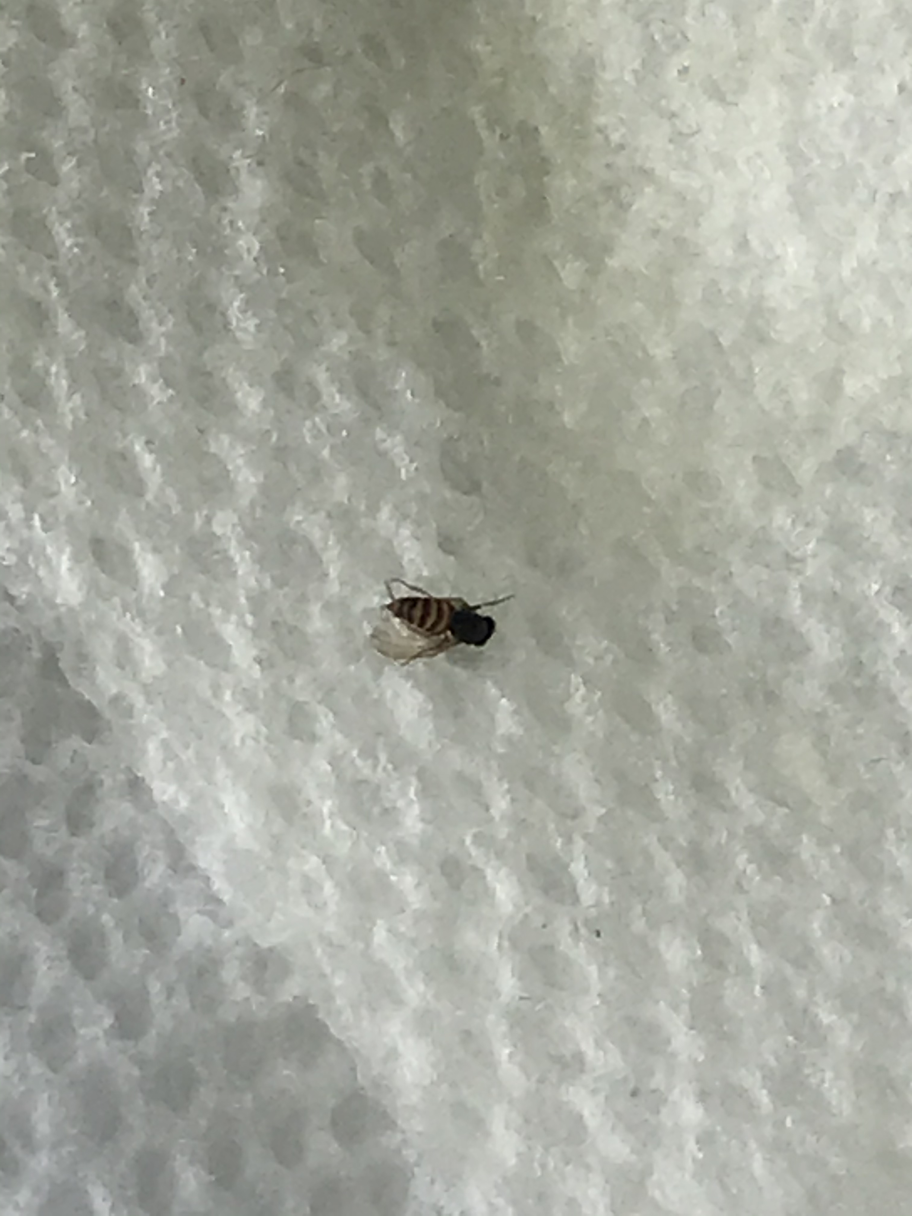 Small black bug with white spots - Ask Extension