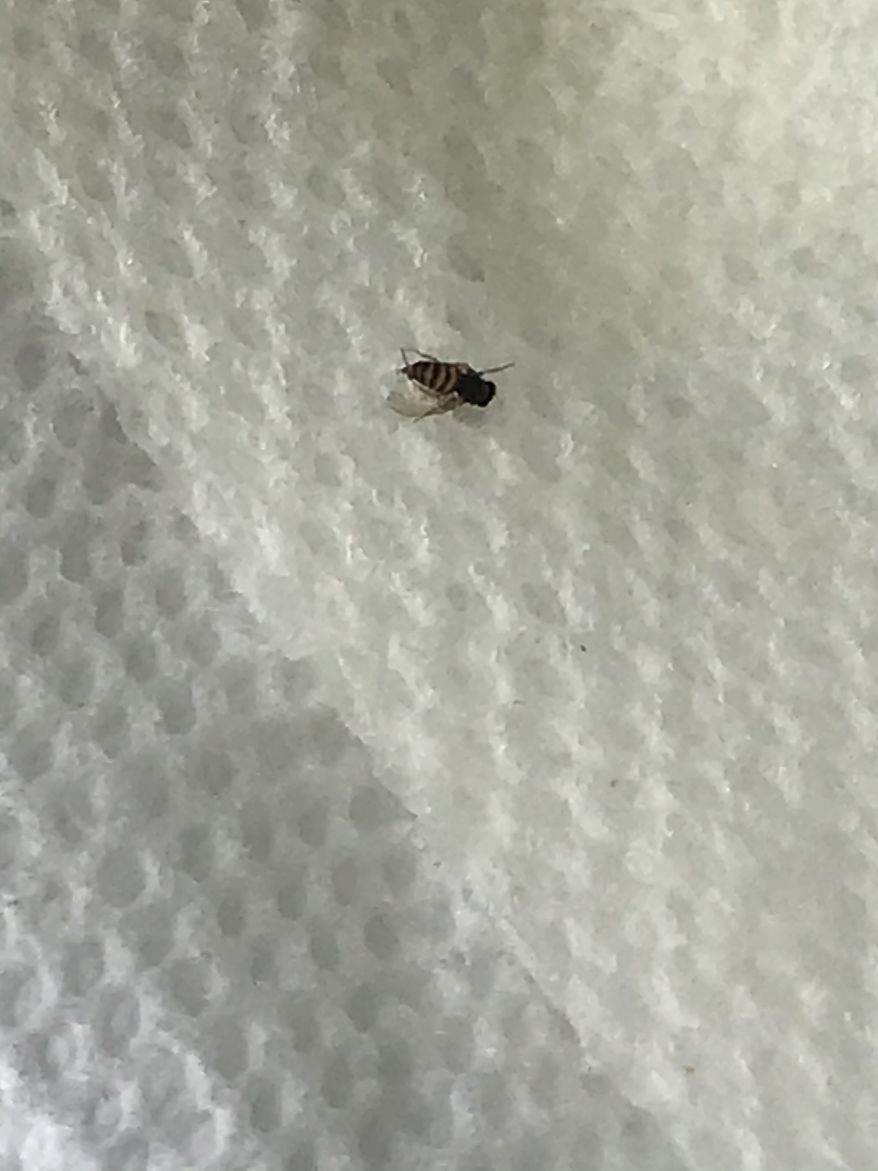 Small black bug with white spots - Ask Extension