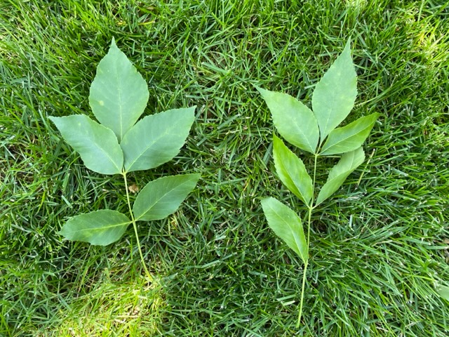 Emerald Ash is dropping excessive green leaves in last two weeks - Ask ...