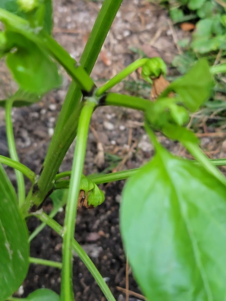 pepper plant has black at the joints between stem and branches Ask