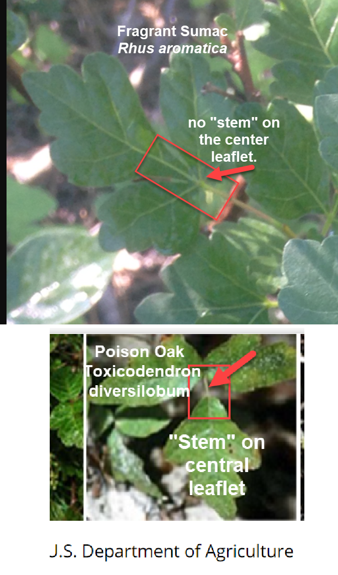 Poison Oak In North El Paso County Co Ask Extension 9582