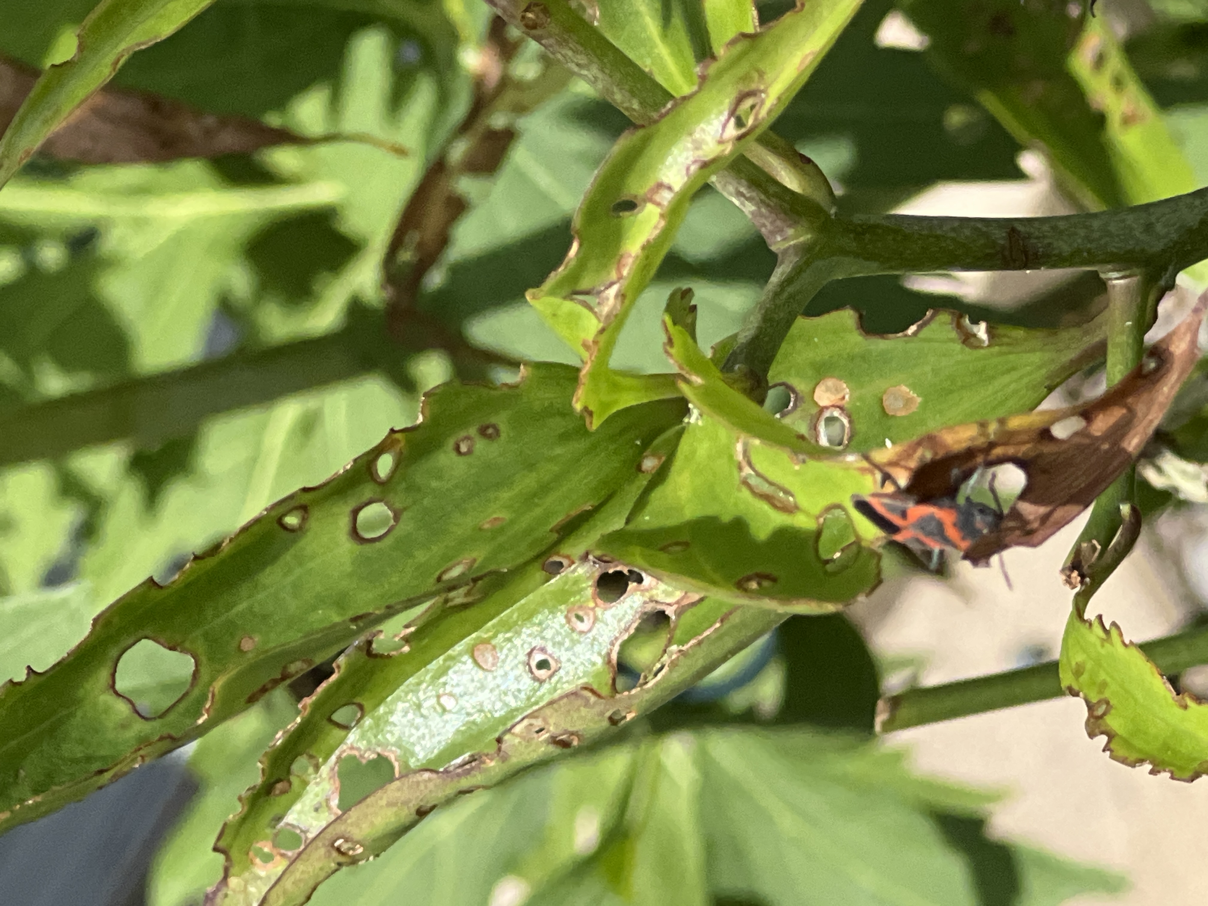 red-bugs-and-lilies-ask-extension