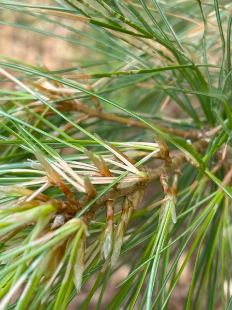 Pine needle yellowing - Ask Extension