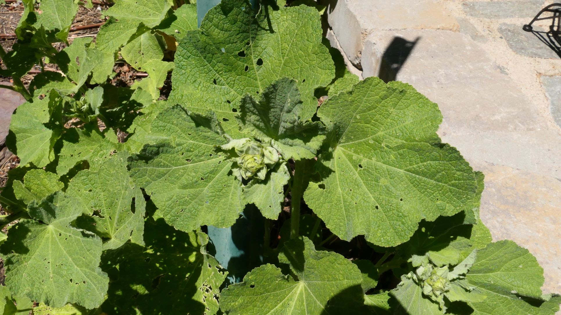 tiny-black-dots-on-delphinium-leaves-also-white-spots-ask-extension