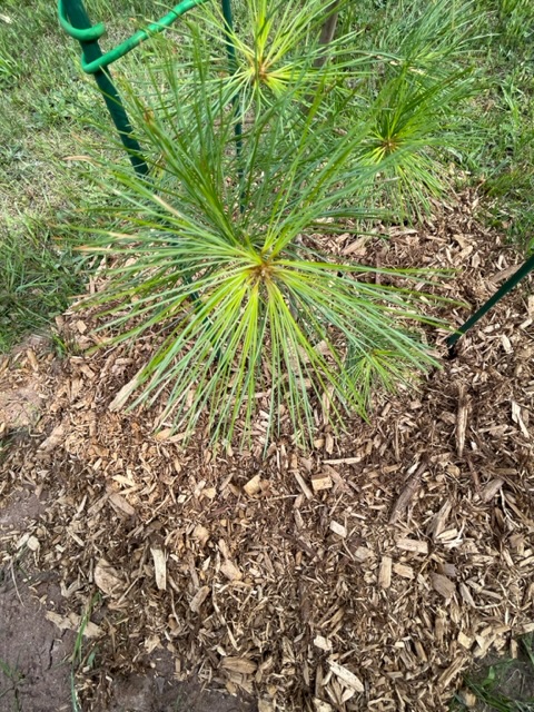 Pine needle yellowing - Ask Extension