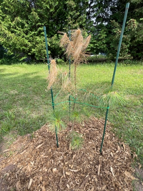 Pine needle yellowing - Ask Extension