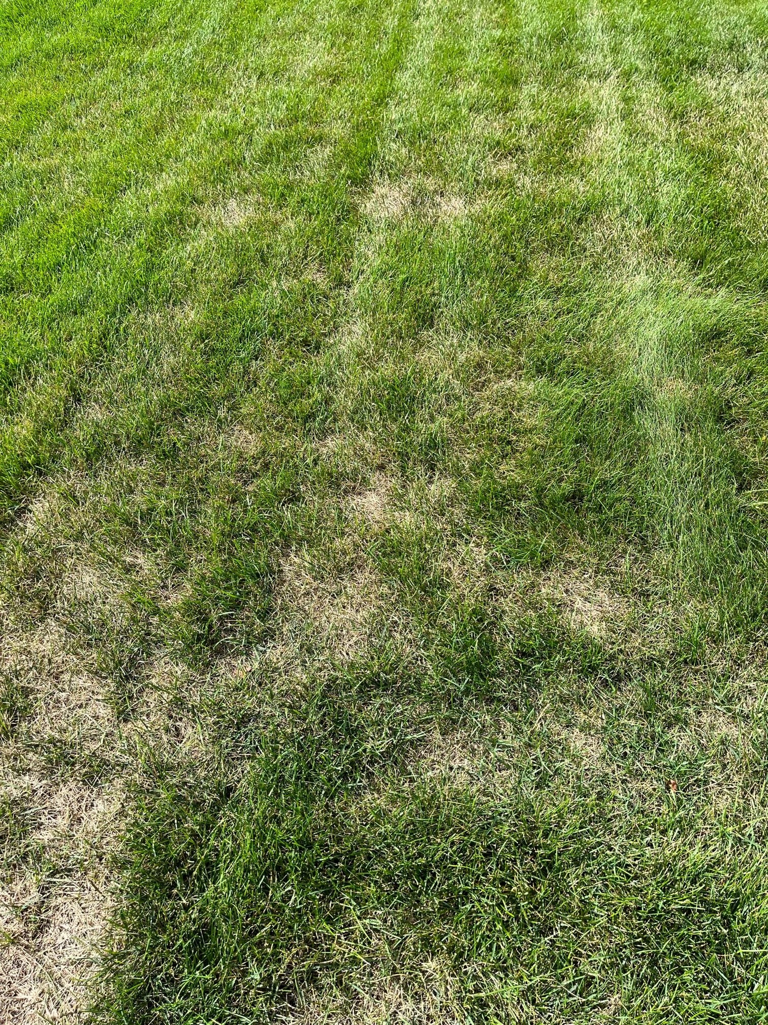 Turf Brow Spots in Lino Lakes - Ask Extension