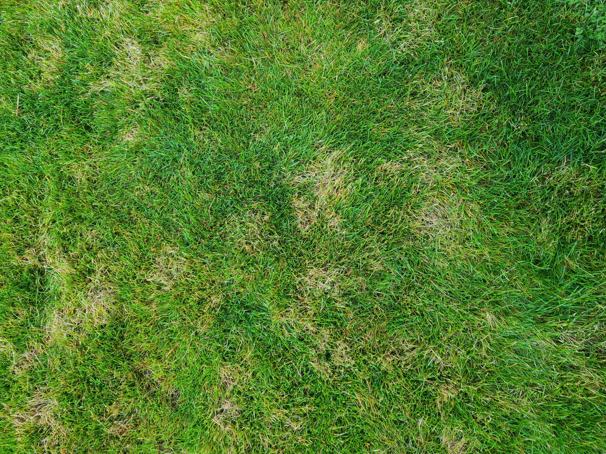 Lawn has brown spots - Ask Extension