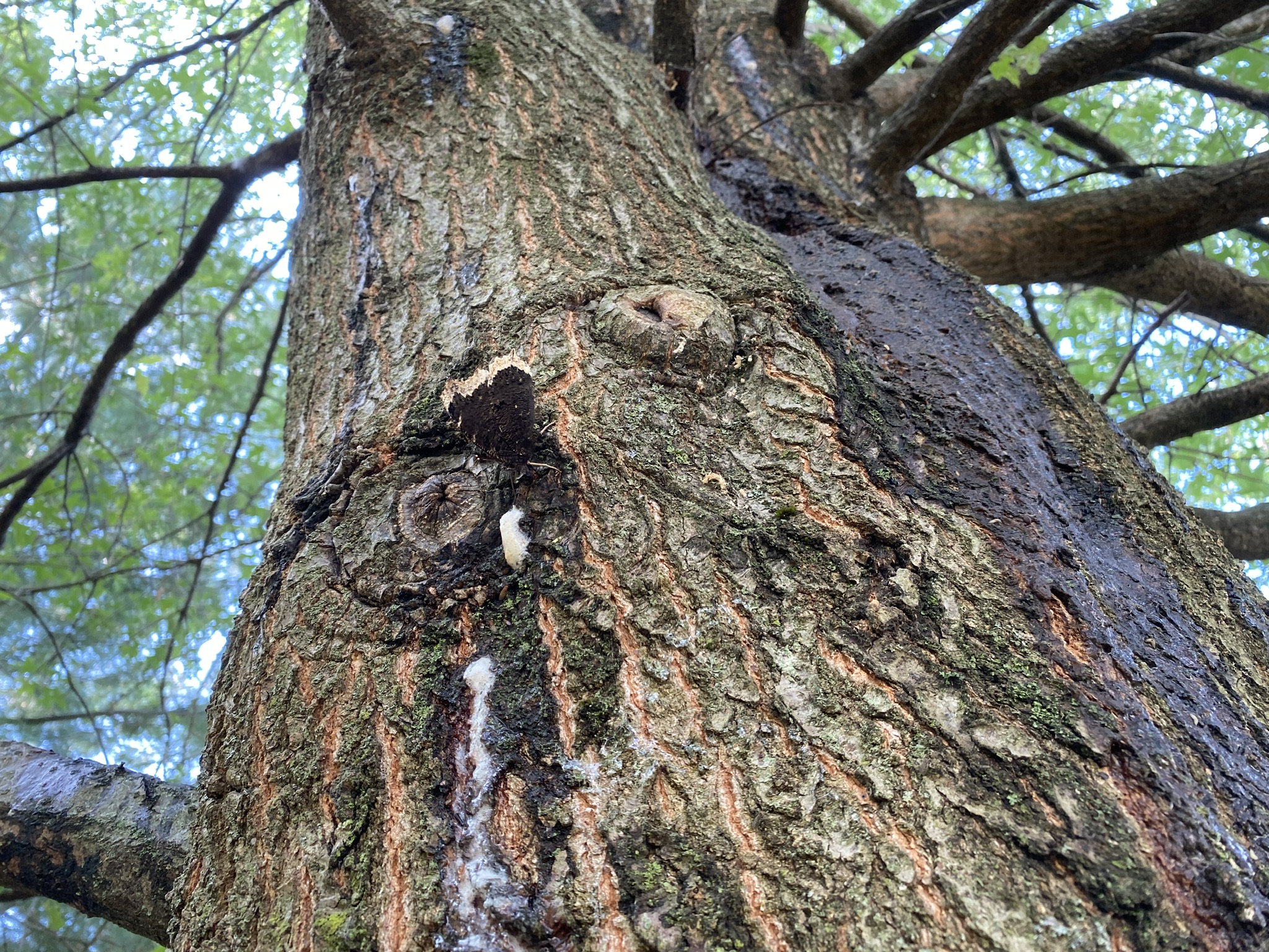 Oak tree fungus? - Ask Extension