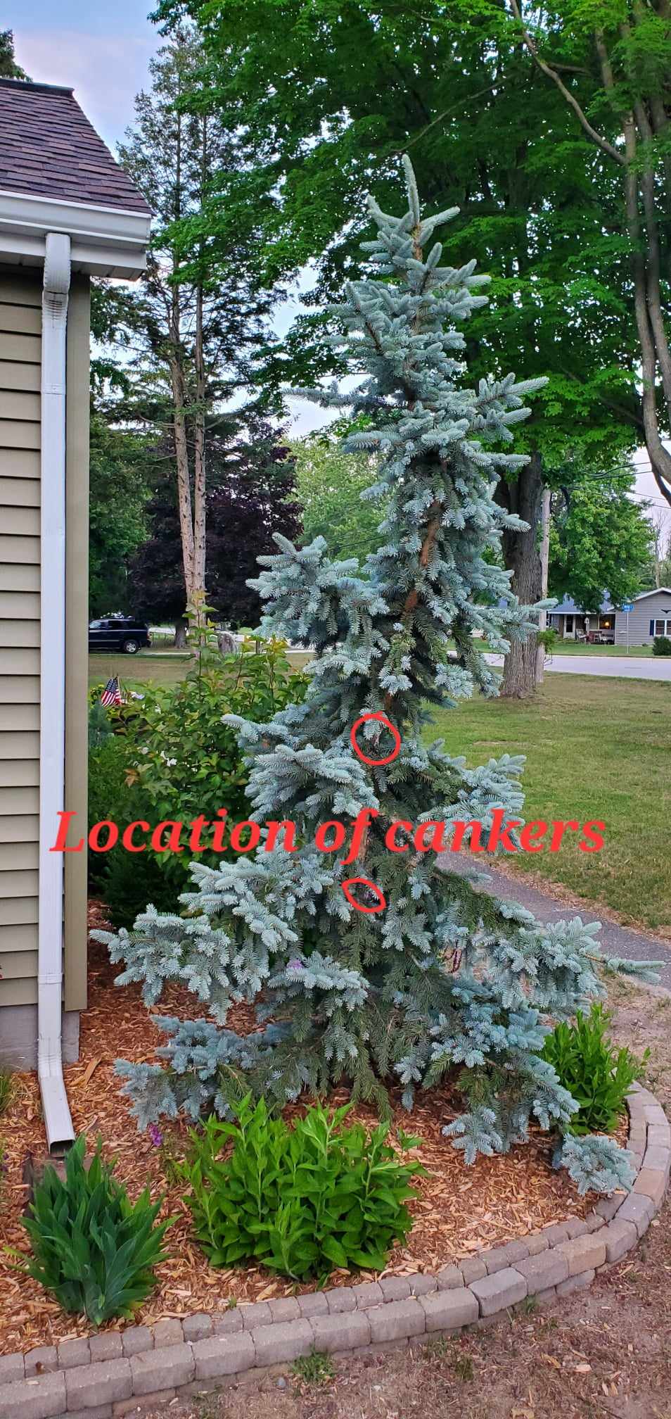 Blue Spruce Cankers - Ask Extension