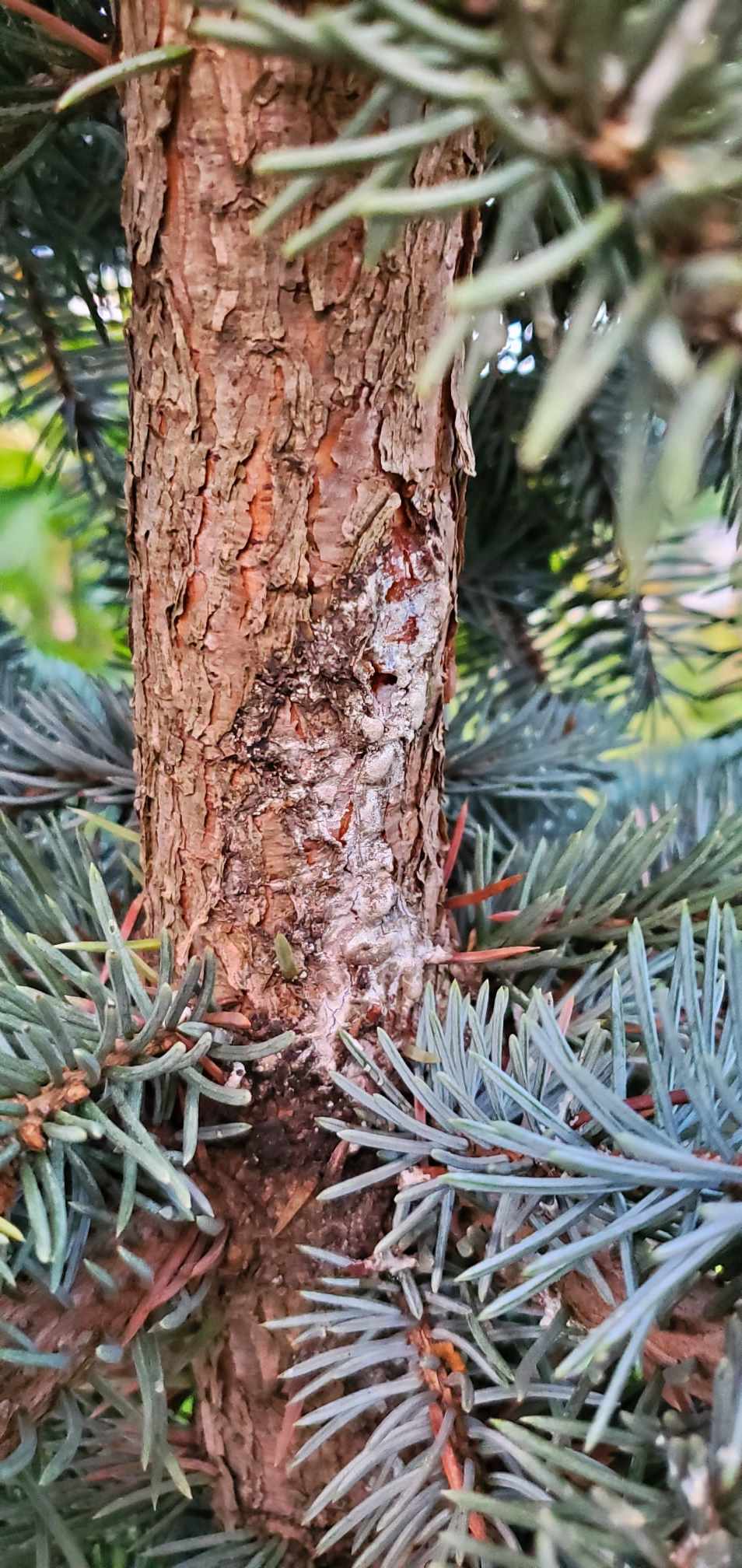 Blue Spruce Cankers - Ask Extension