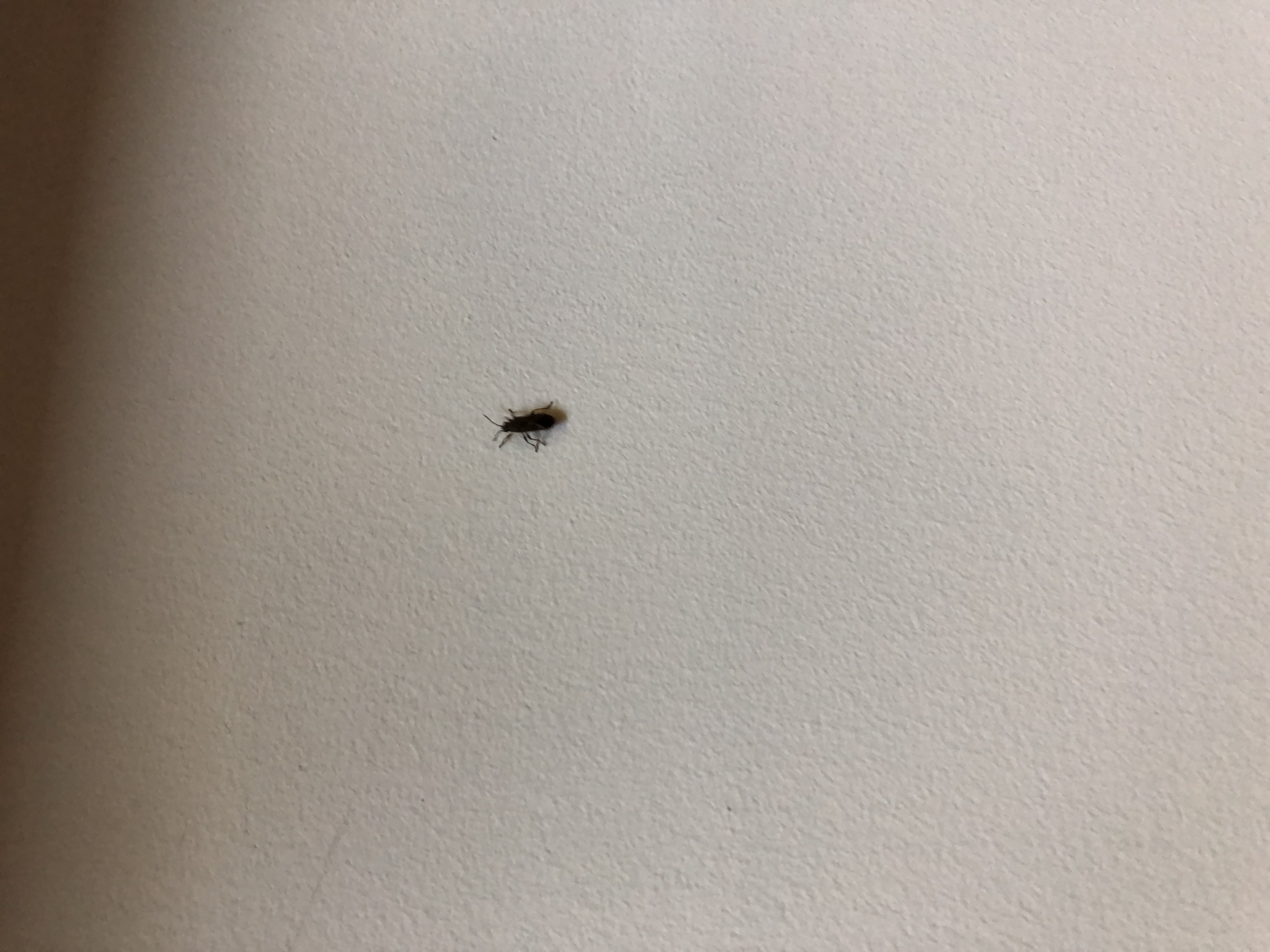 Small black crawling bugs on window frames - Ask Extension