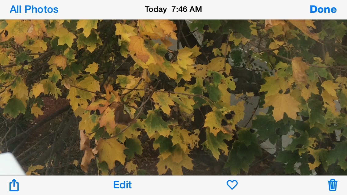 black-dots-on-leaves-ask-extension