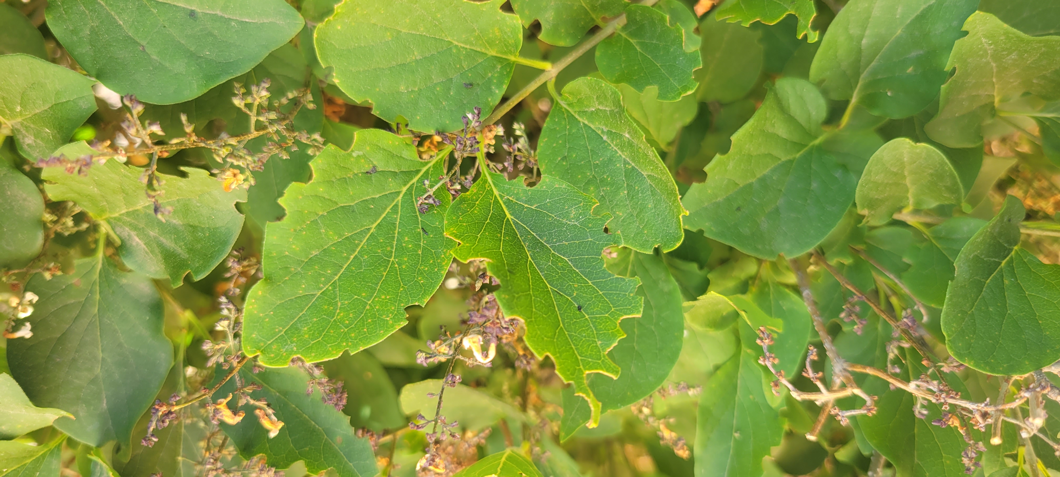 What's eating my plants - Ask Extension