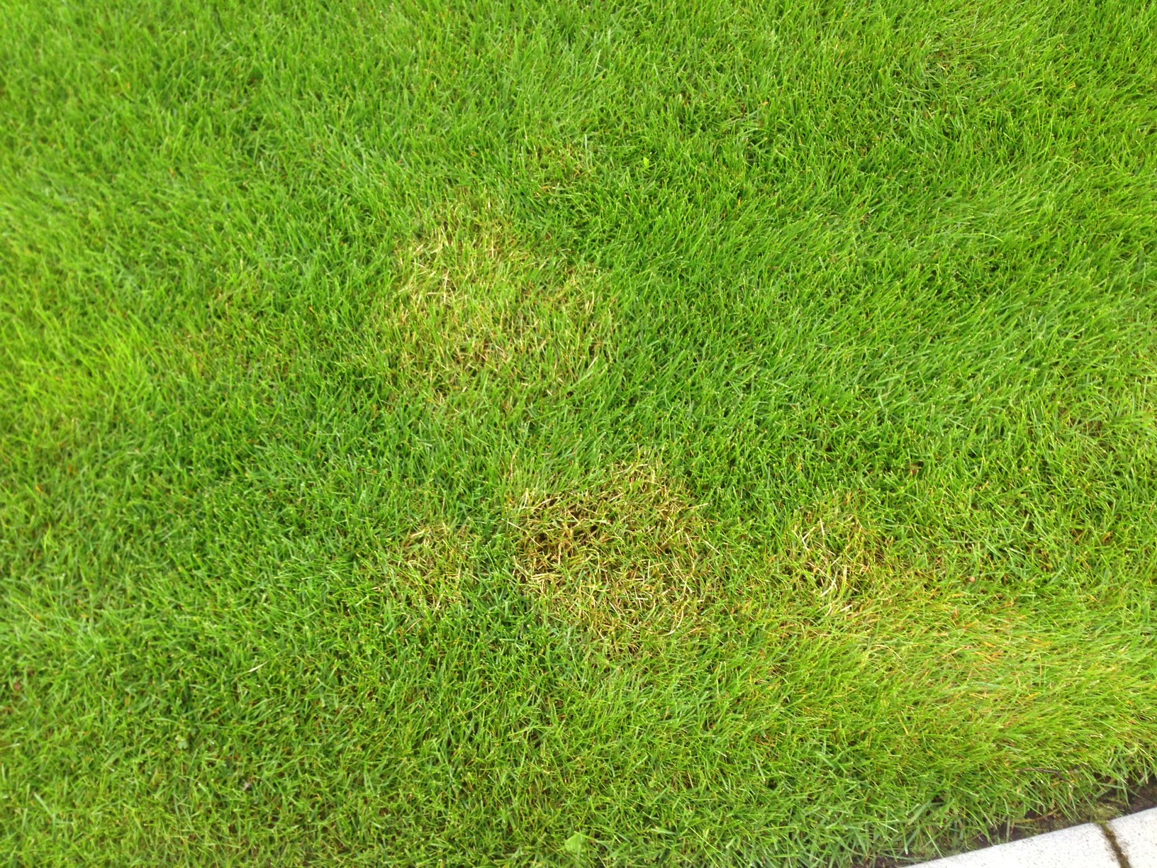 yellow patches on lawn