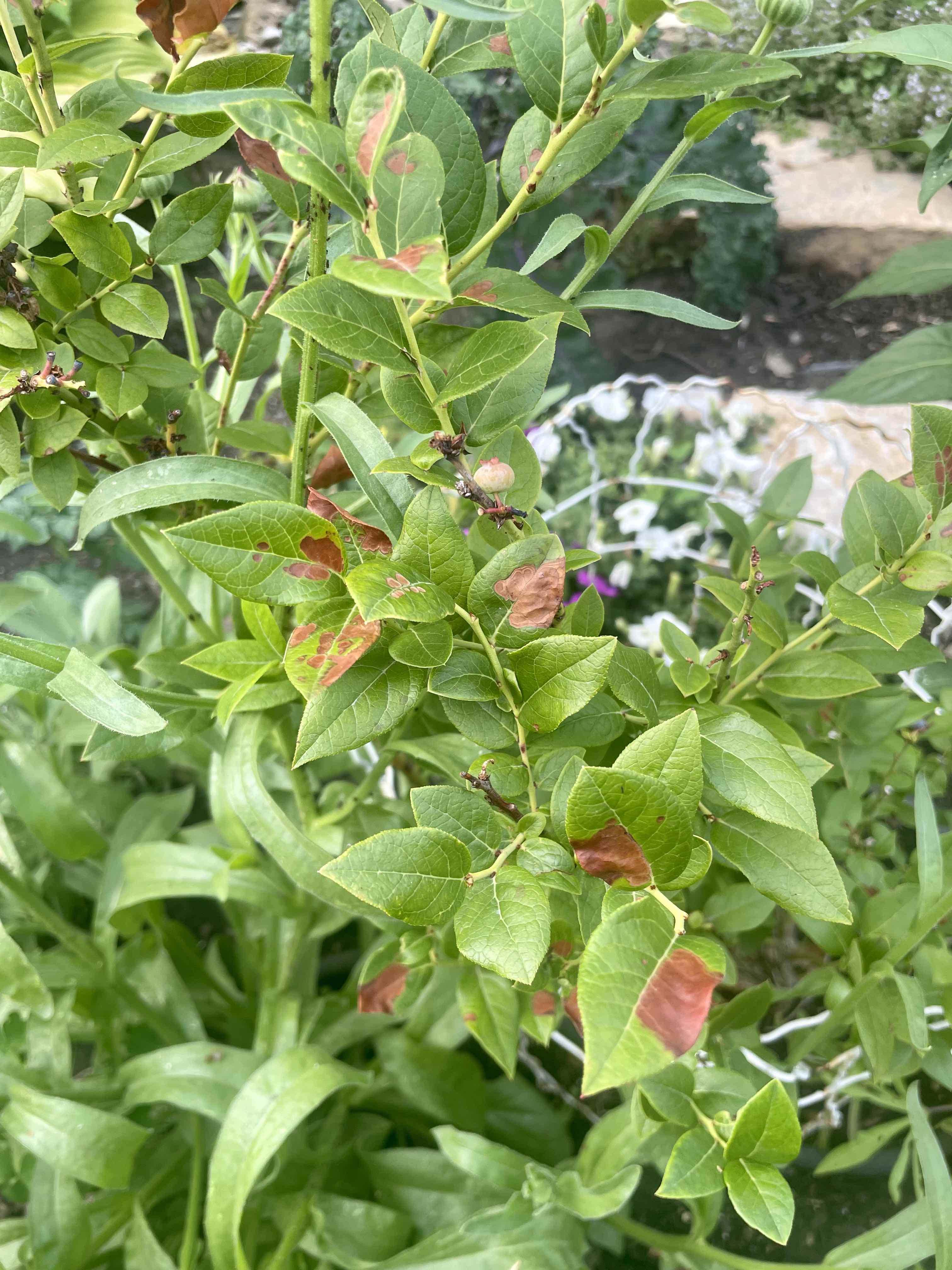 All Blueberry plants sick - Ask Extension