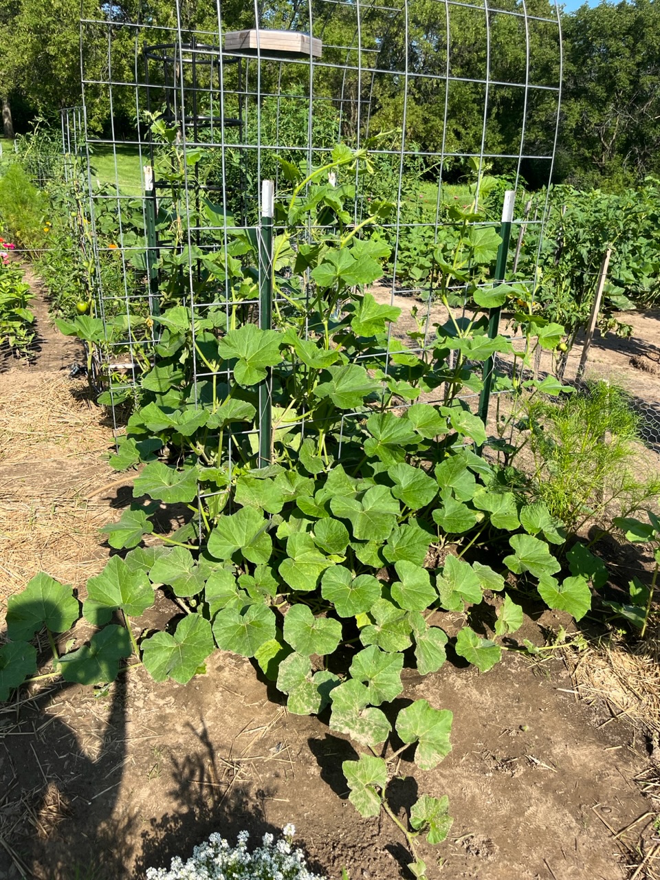 Spots on Butternut Squash leaves Ask Extension