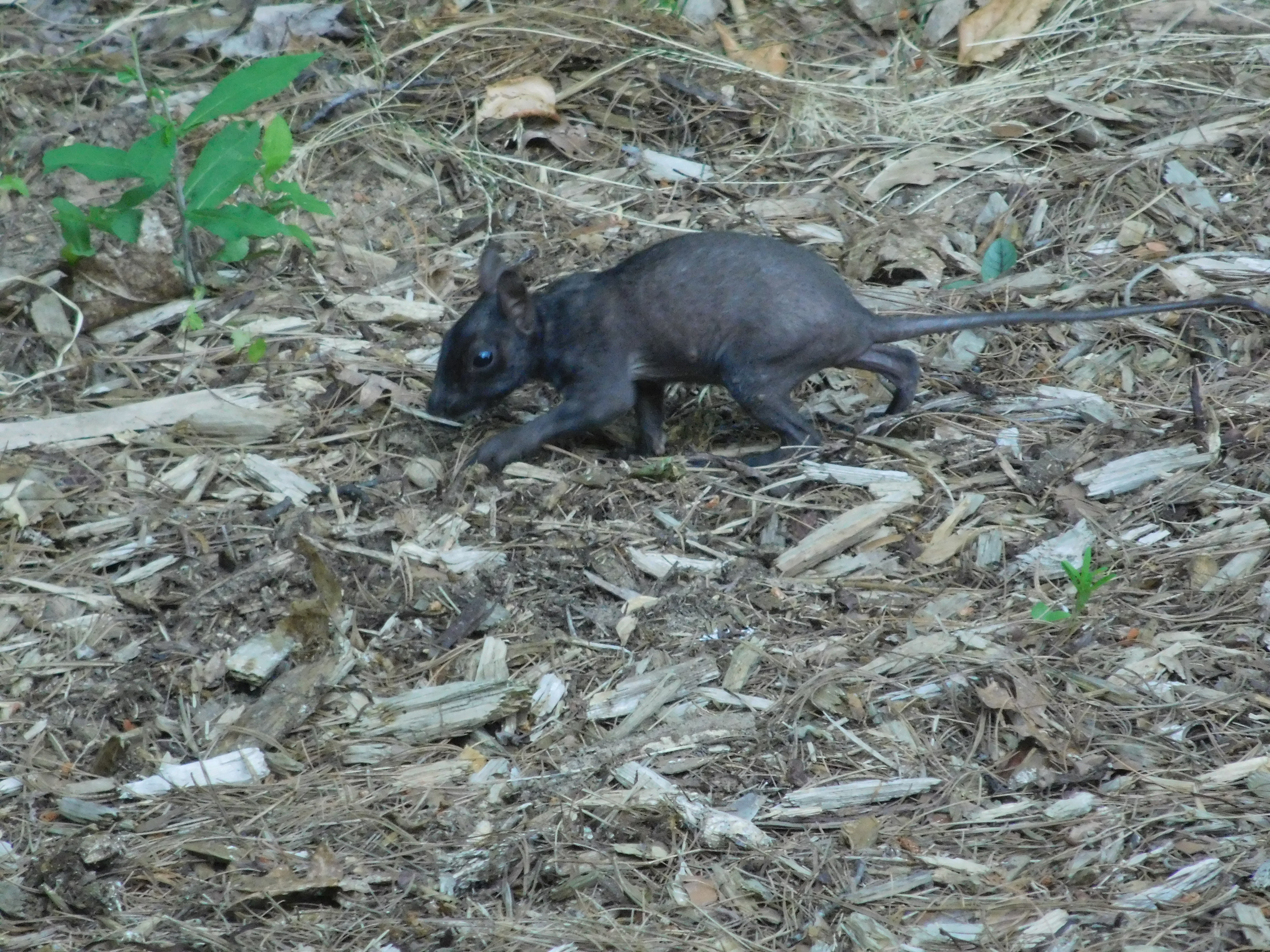 hairless squirrel