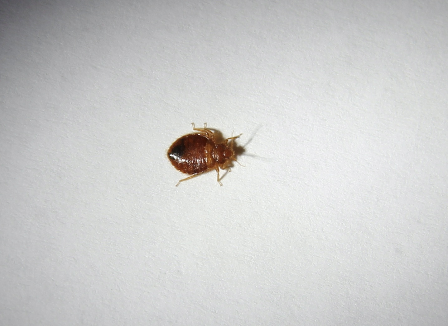 Bed Bug Vs Bat Bug - Ask Extension